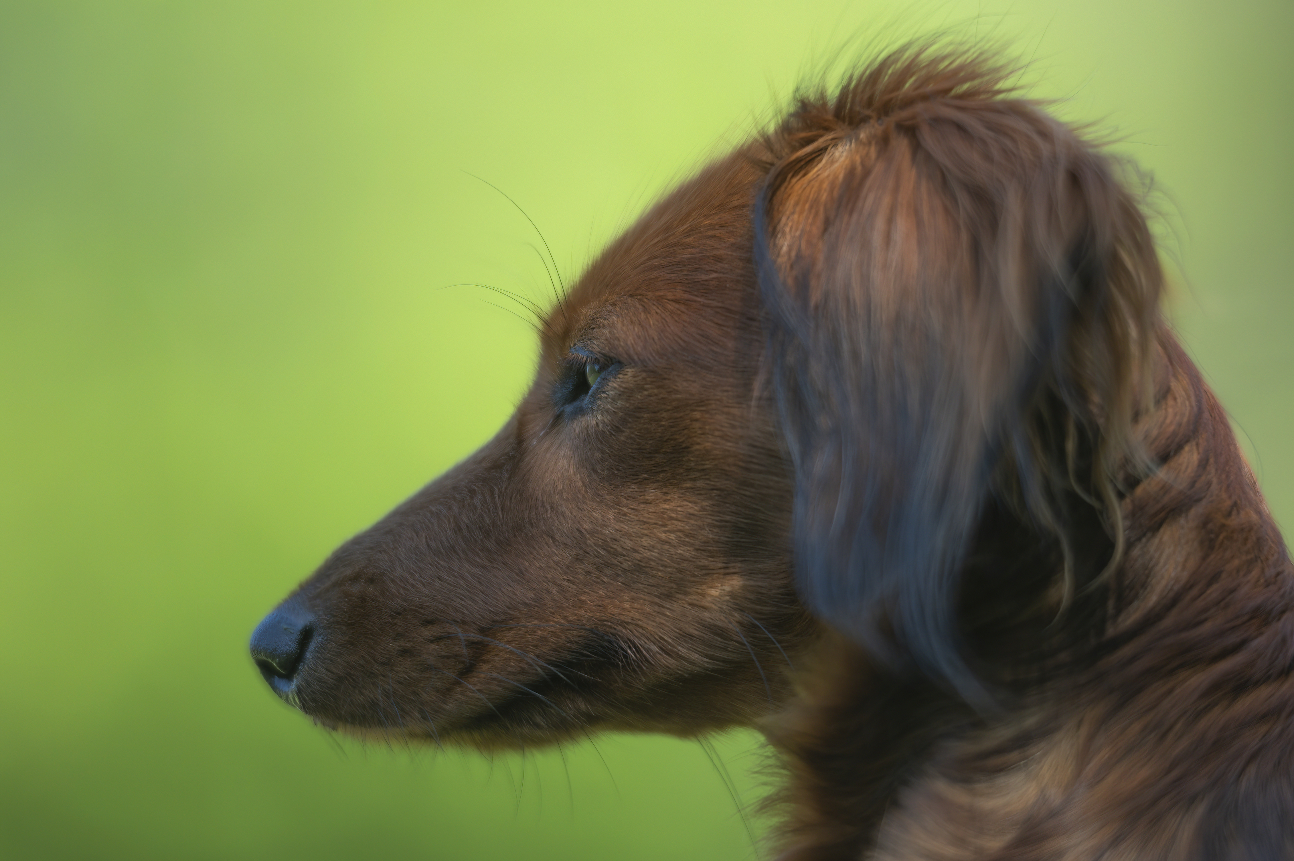 Our Dogs — WagTeeg034 f