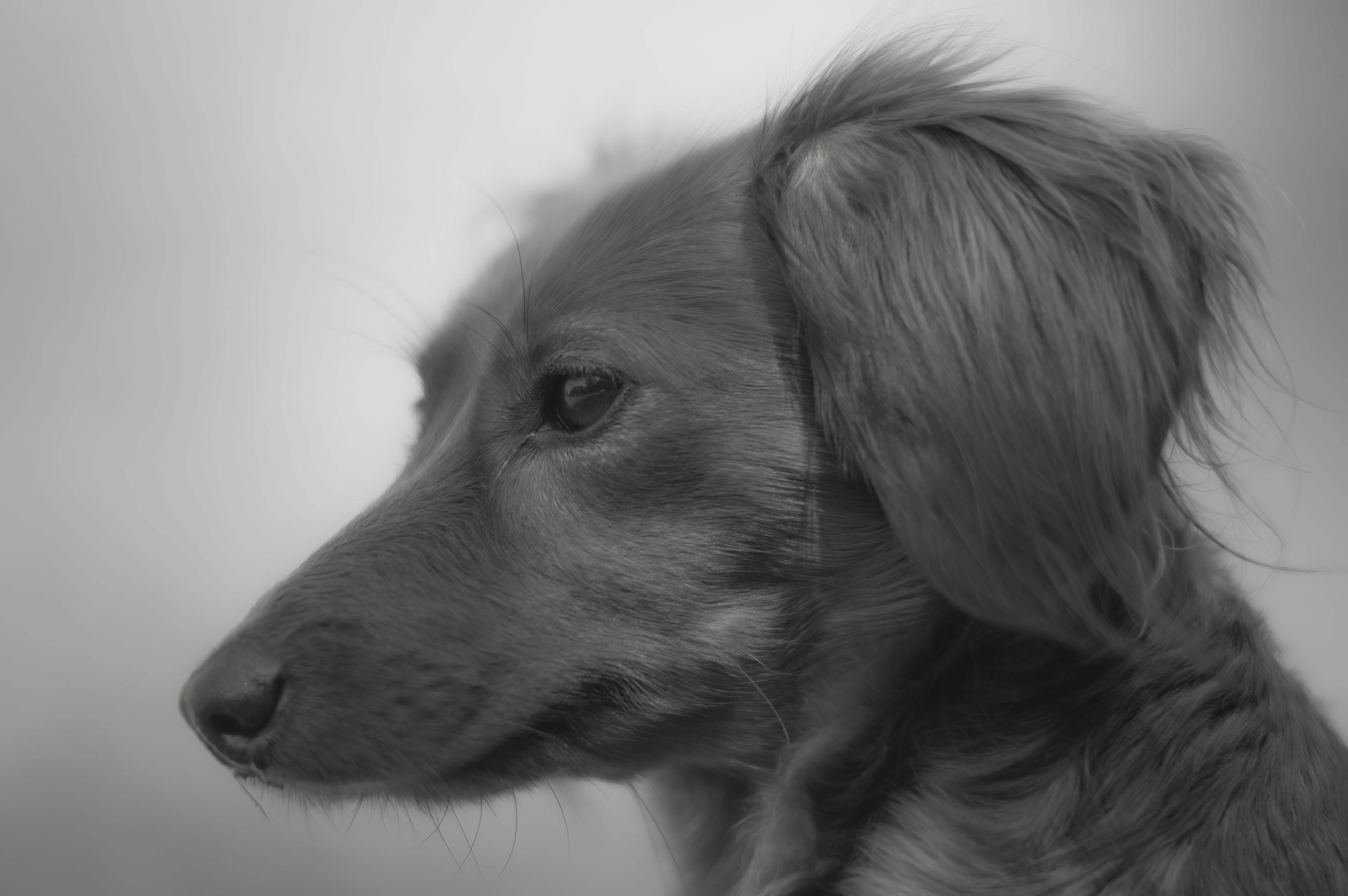 Our Dogs — WagTeeg047 f