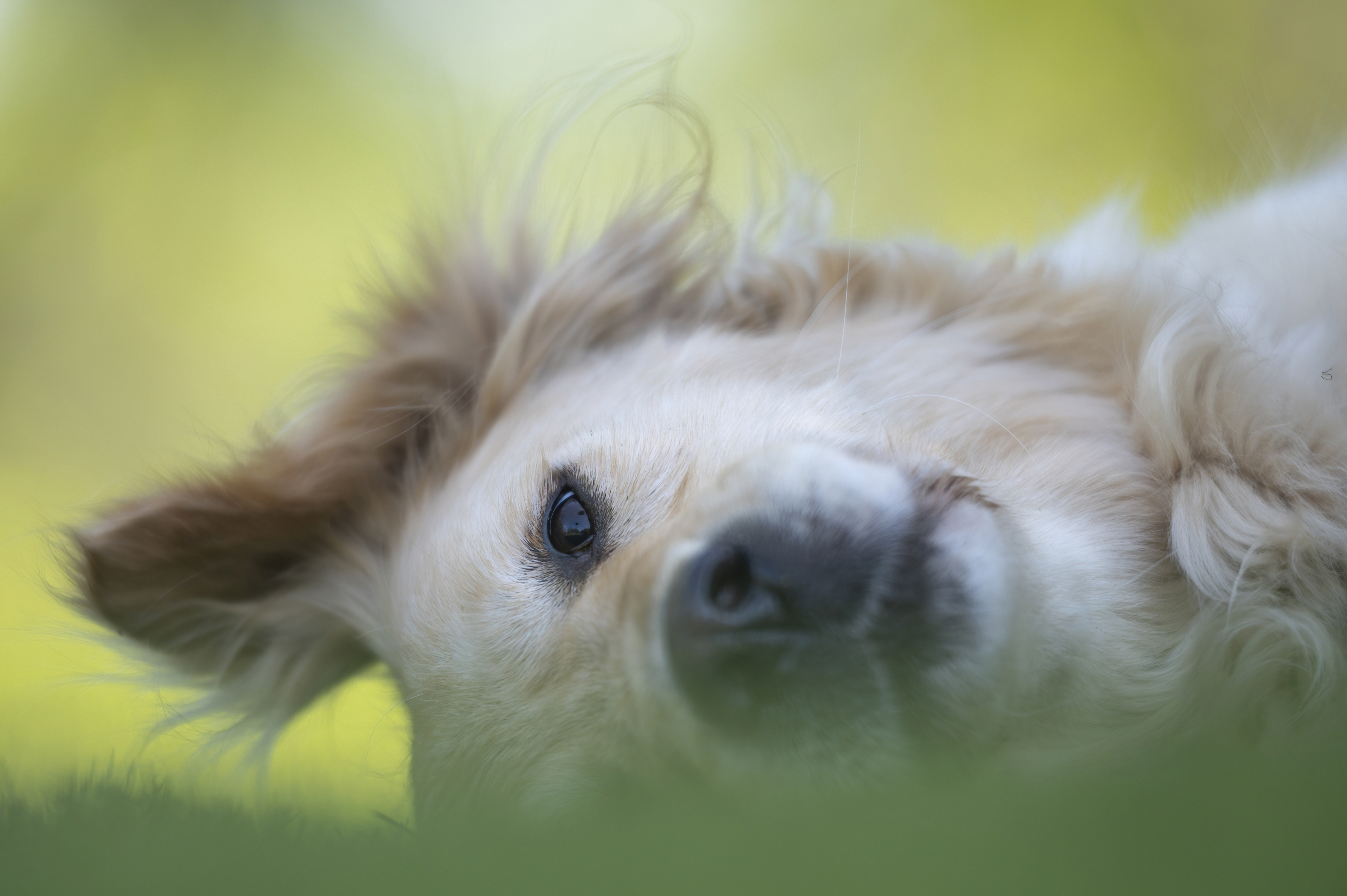 Our Dogs — WagTeeg082 f