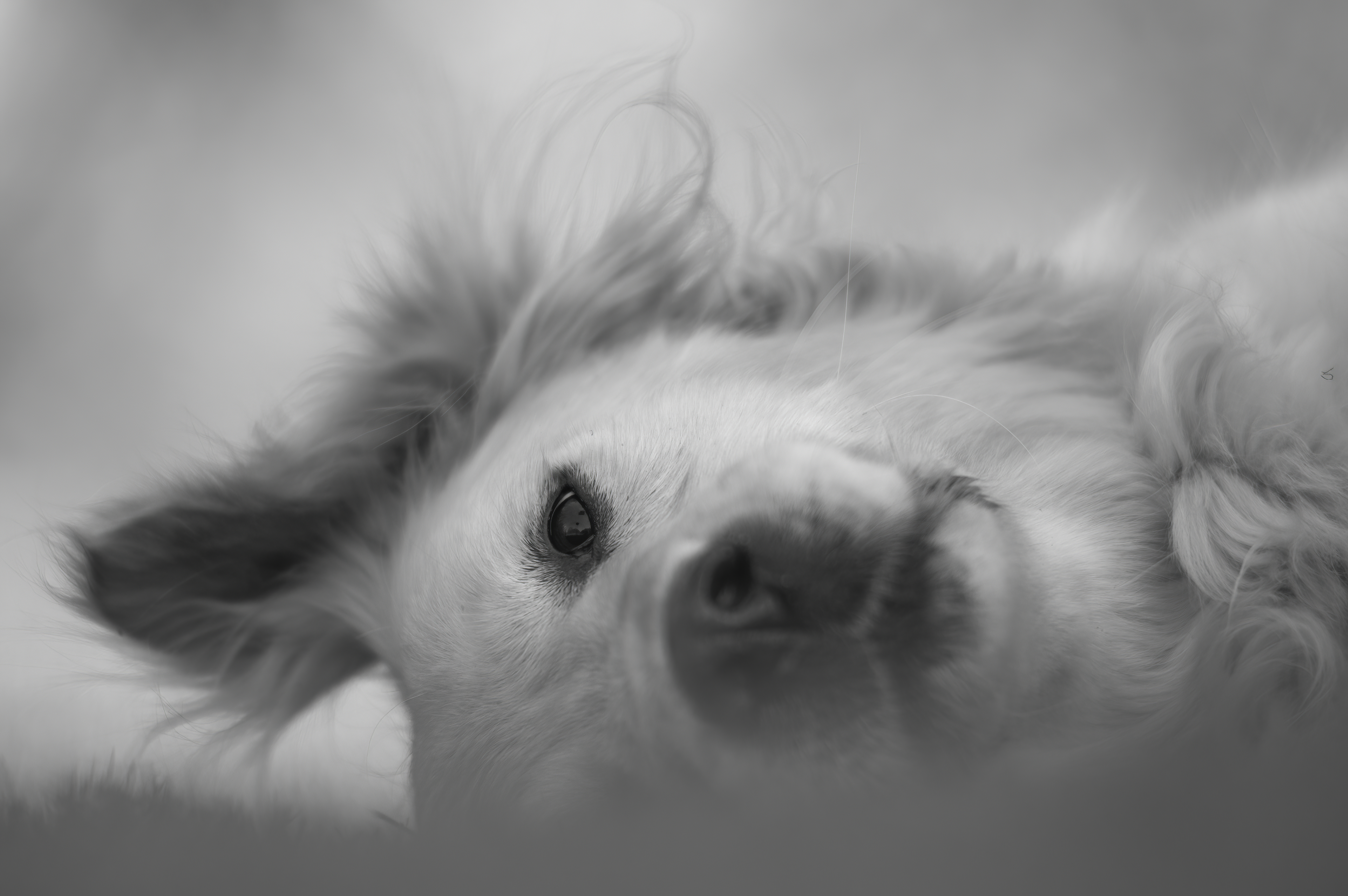 Our Dogs — WagTeeg082 1 f