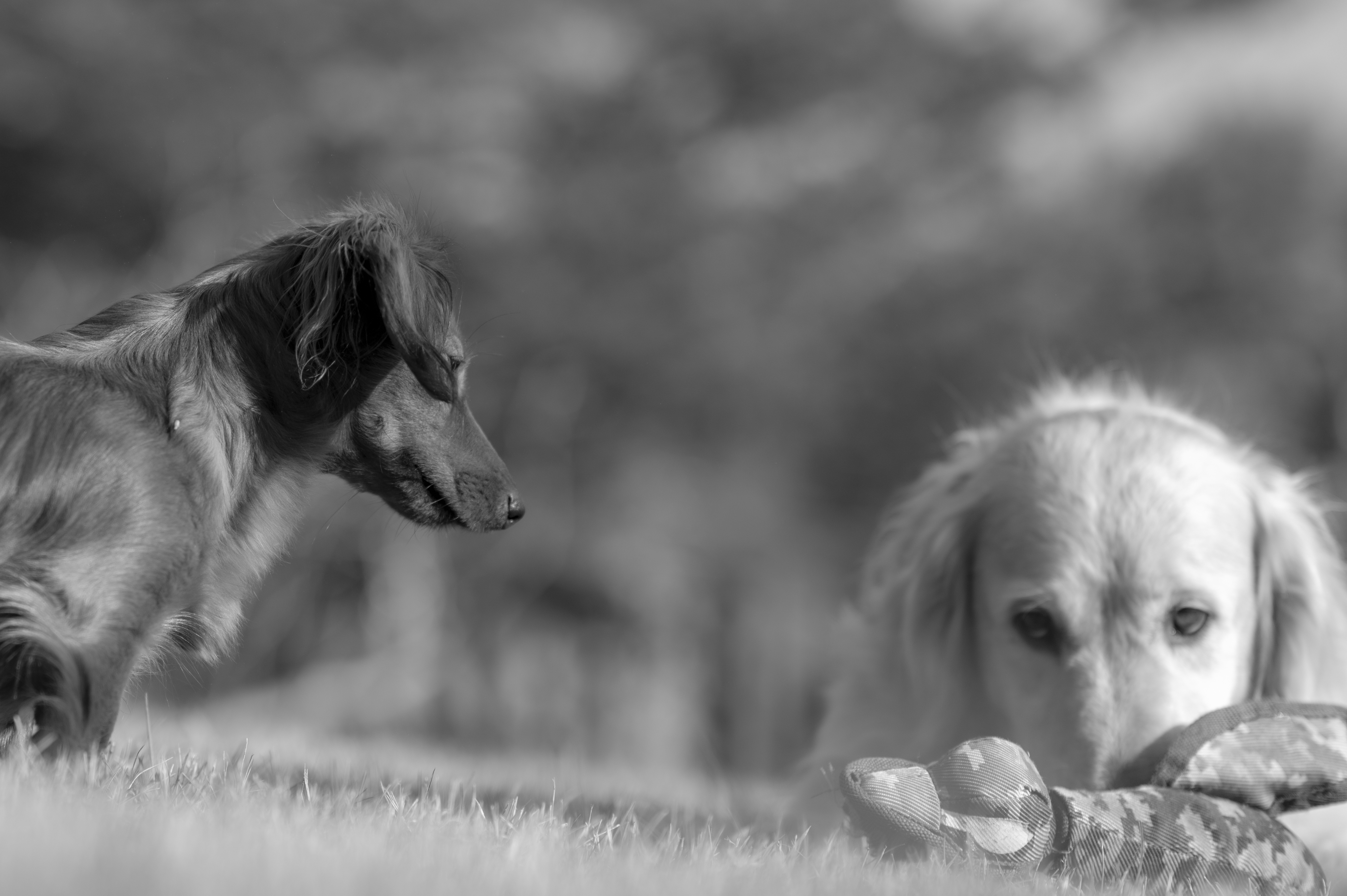 Our Dogs — Wag494 1