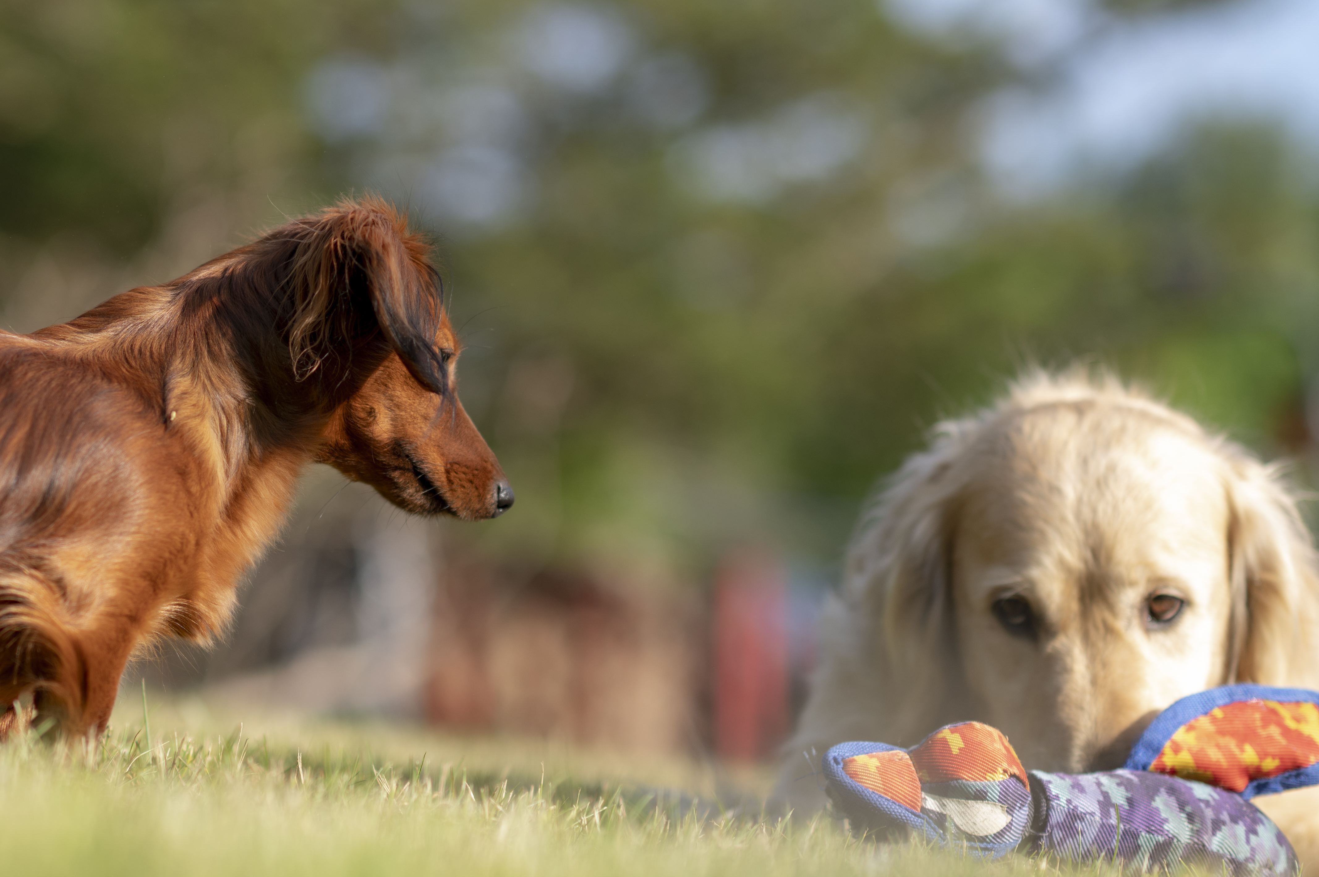 Our Dogs — Wag494 2