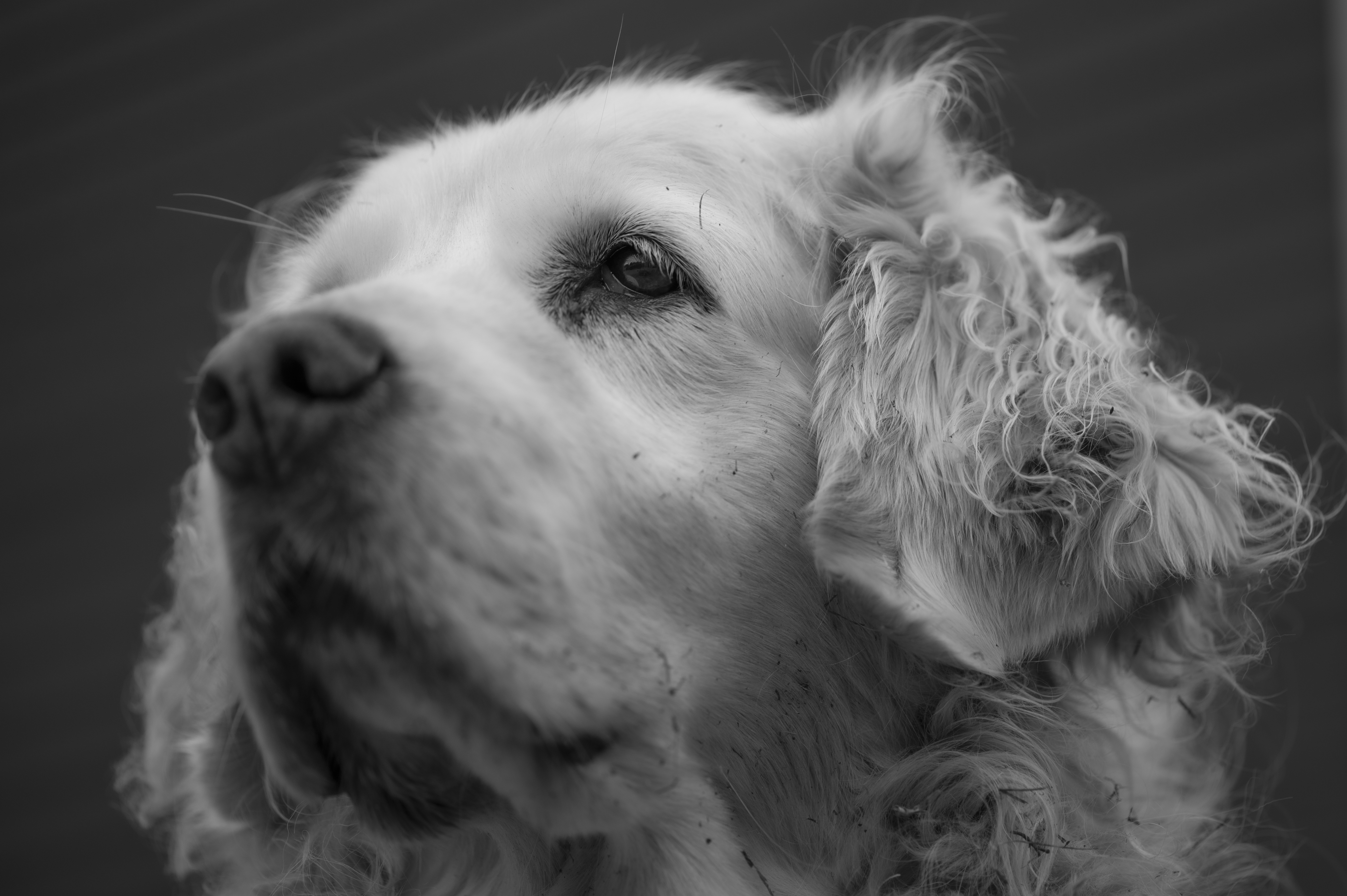 Our Dogs — Whites149