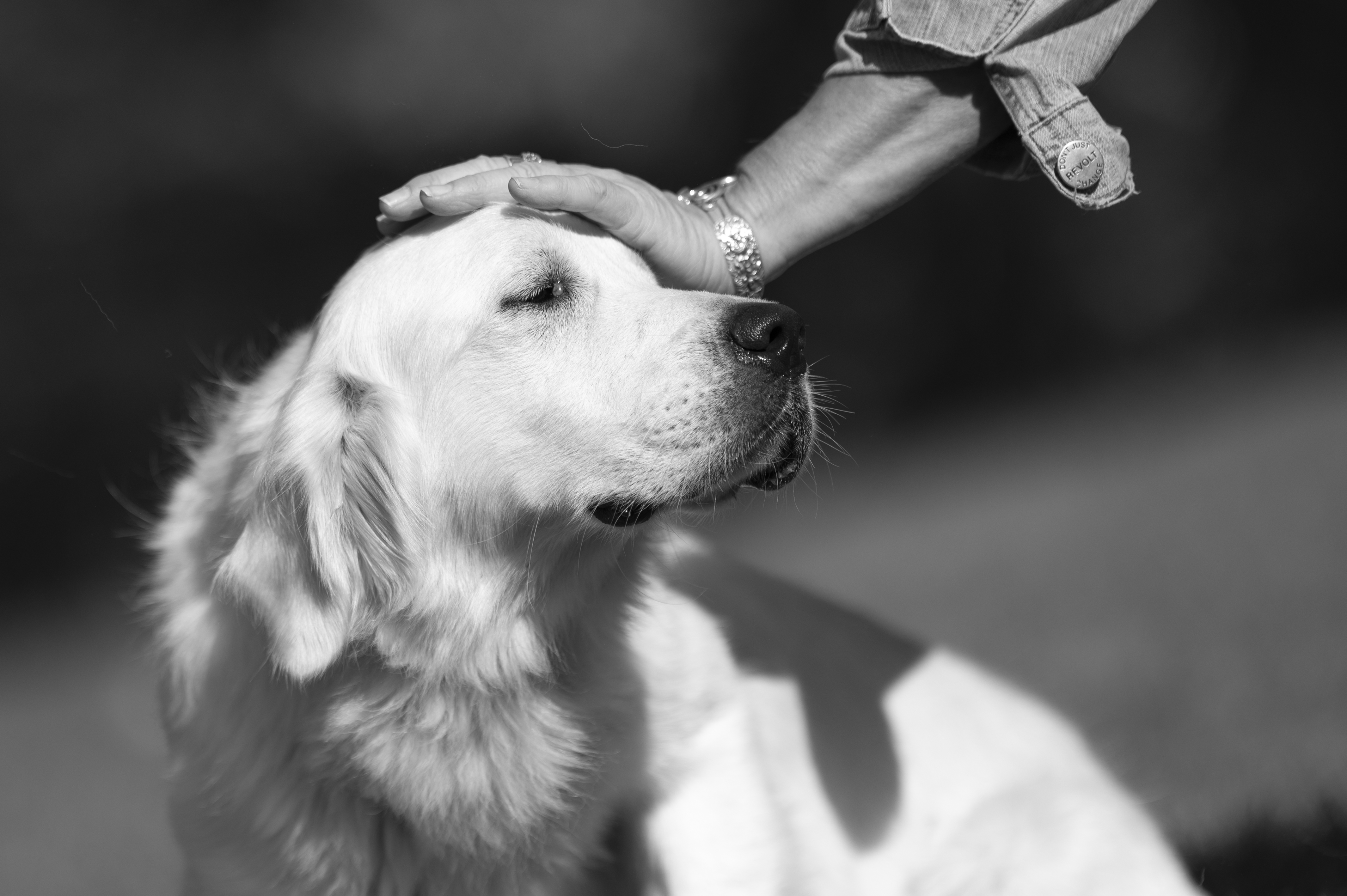 Our Dogs — Group367