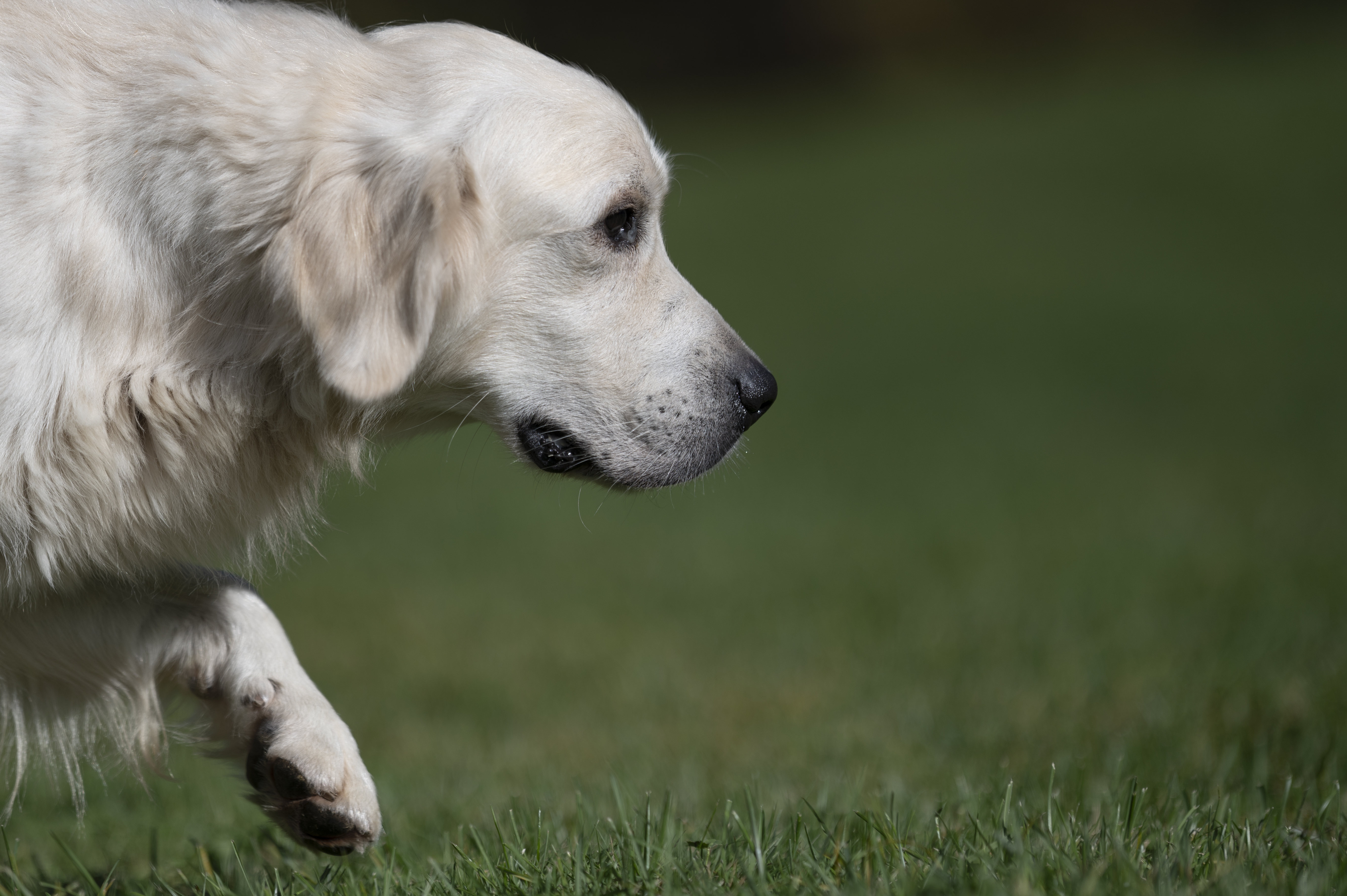 Our Dogs — Group386