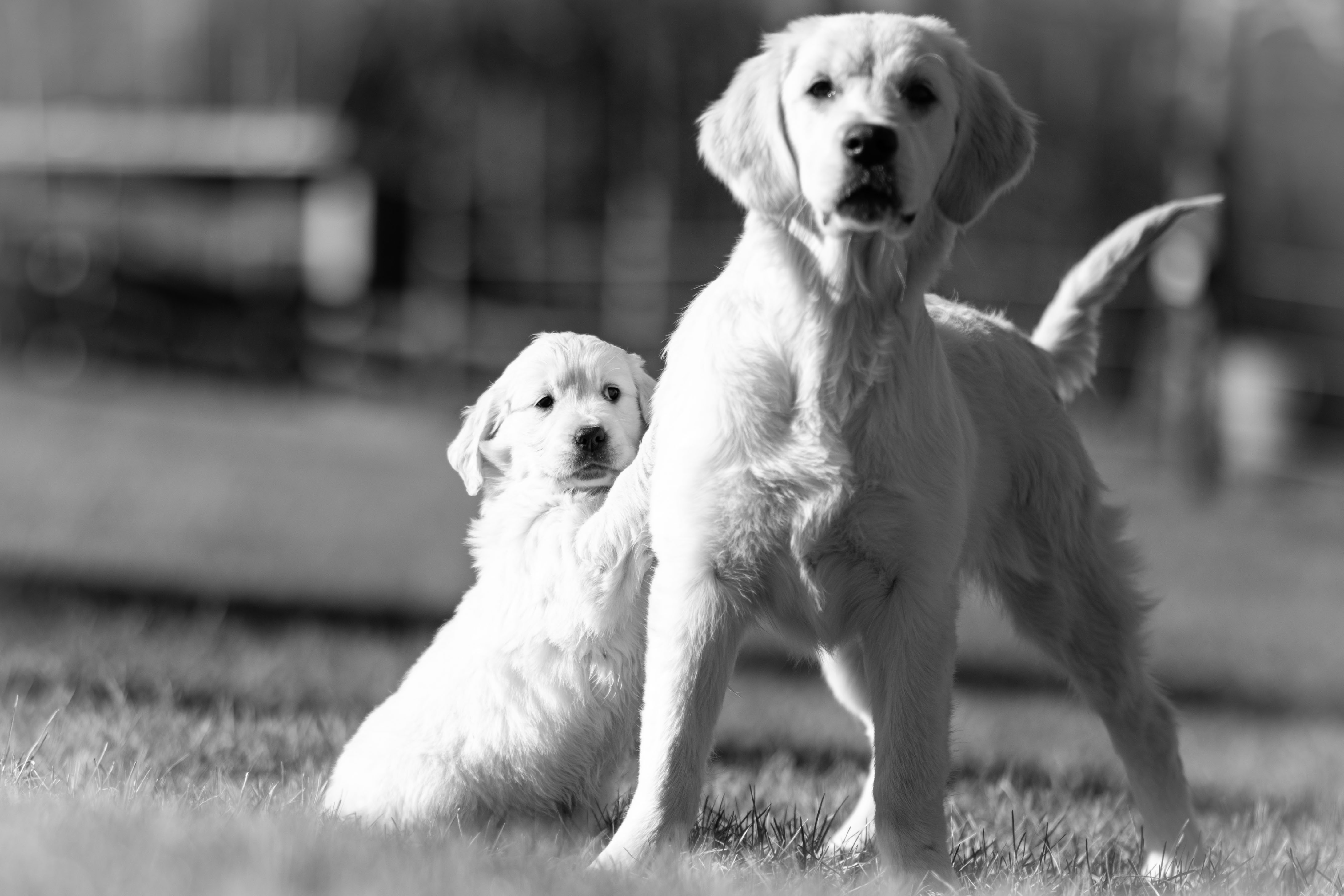 Our Dogs — WhitePup8wks077