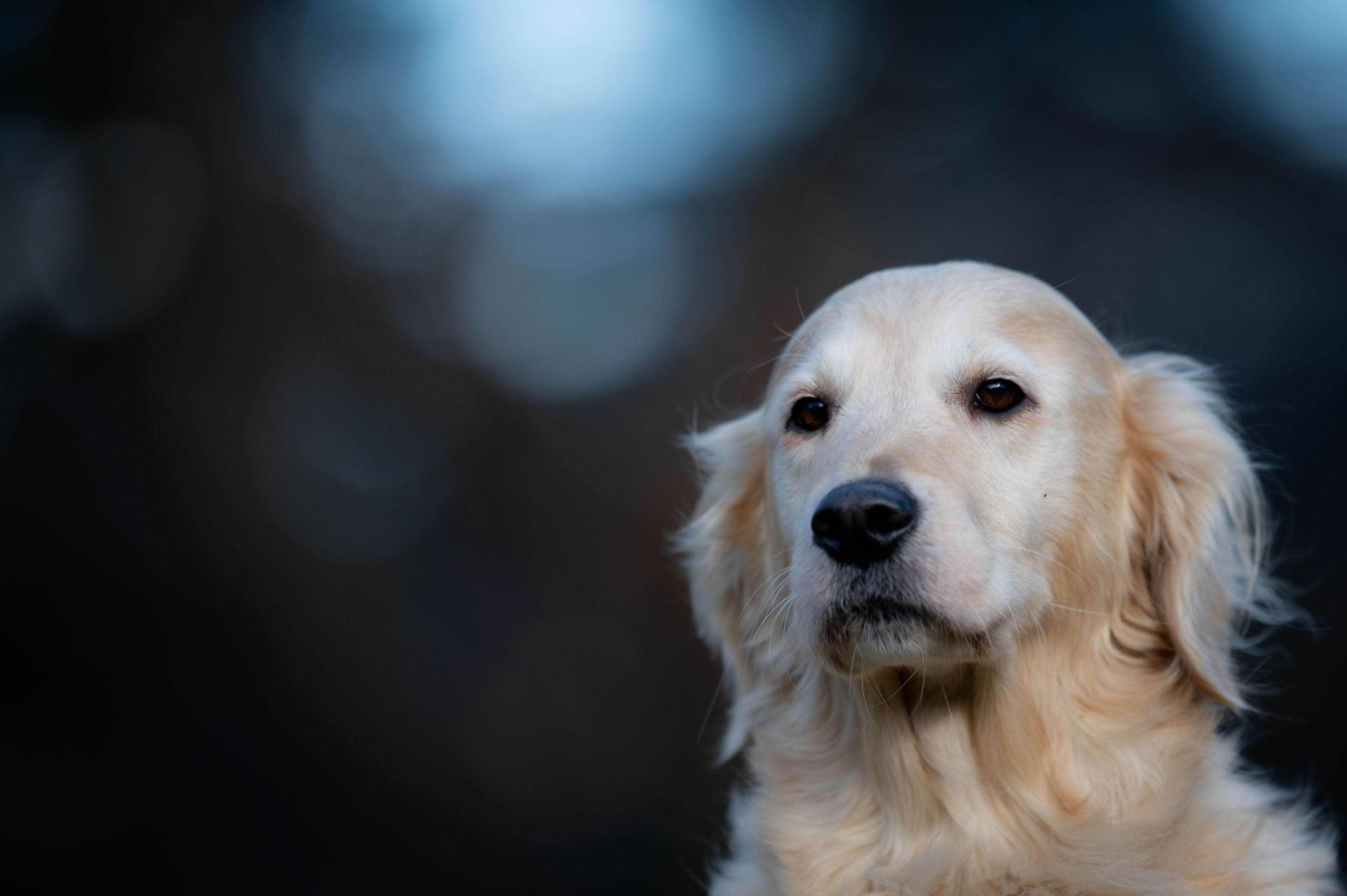 Our Dogs — WhitePup8wks238