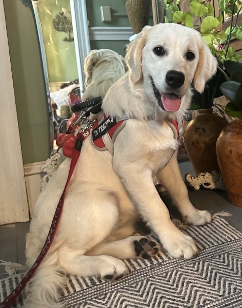 Our Dogs — 0f 06b6 4c10 ac0d 88d4c18c6745