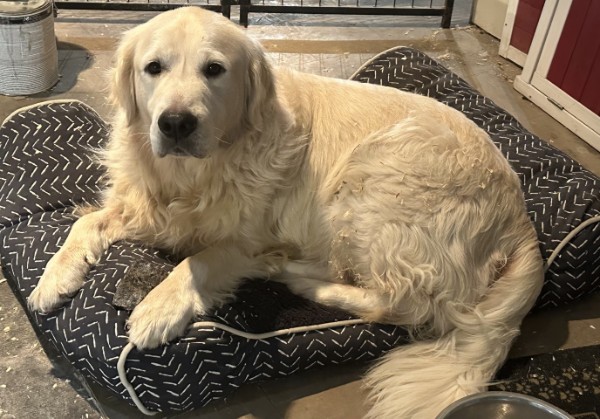 Our Dogs — 6f7583fd a751 4925 8cde 21ae845fbd27