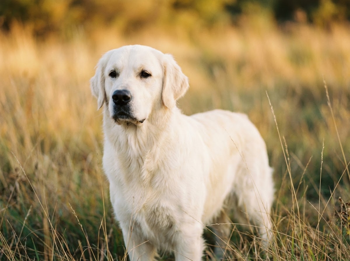 Fred the Golden Retriever in natural light