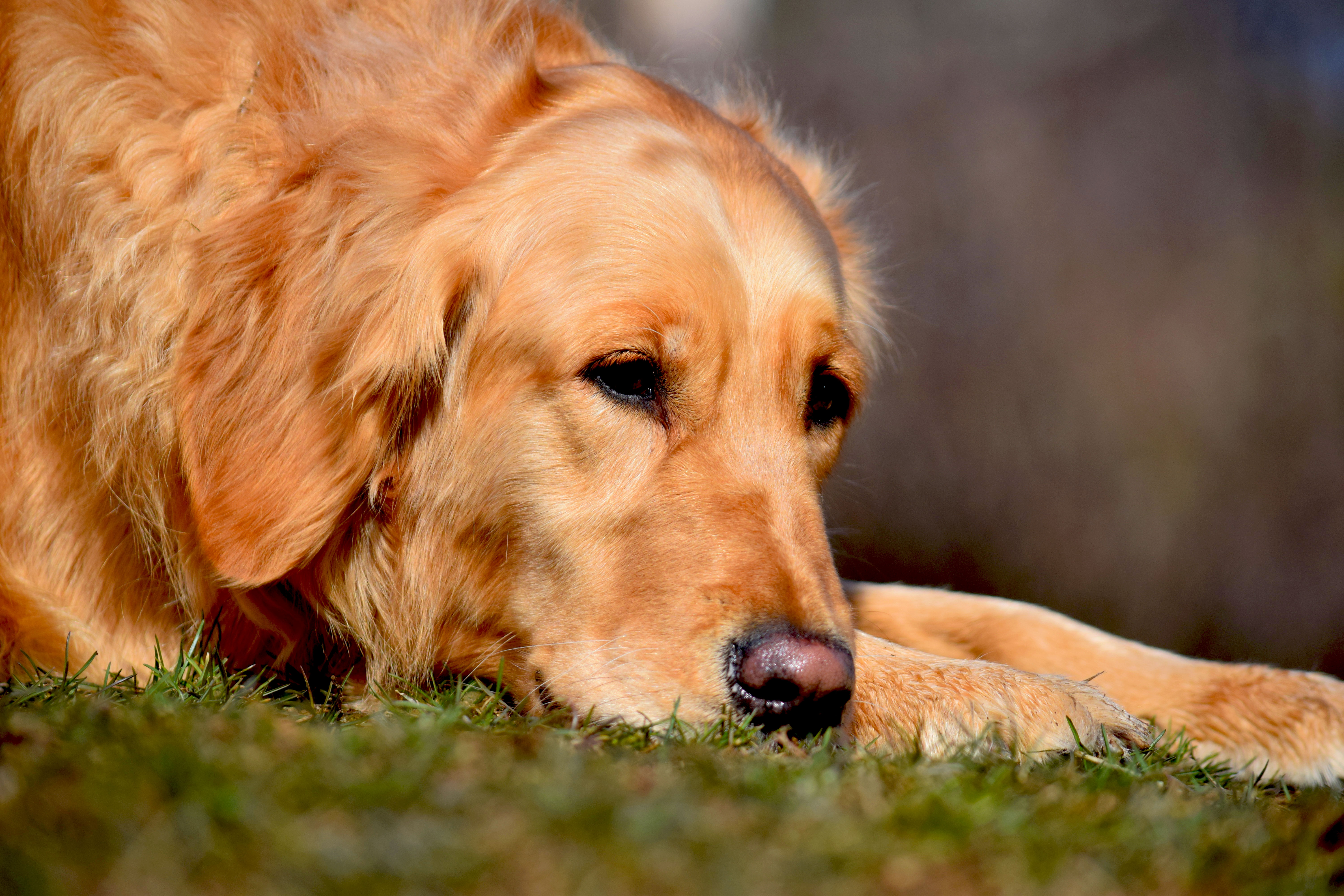 Our Dogs — Gracies Master Plan