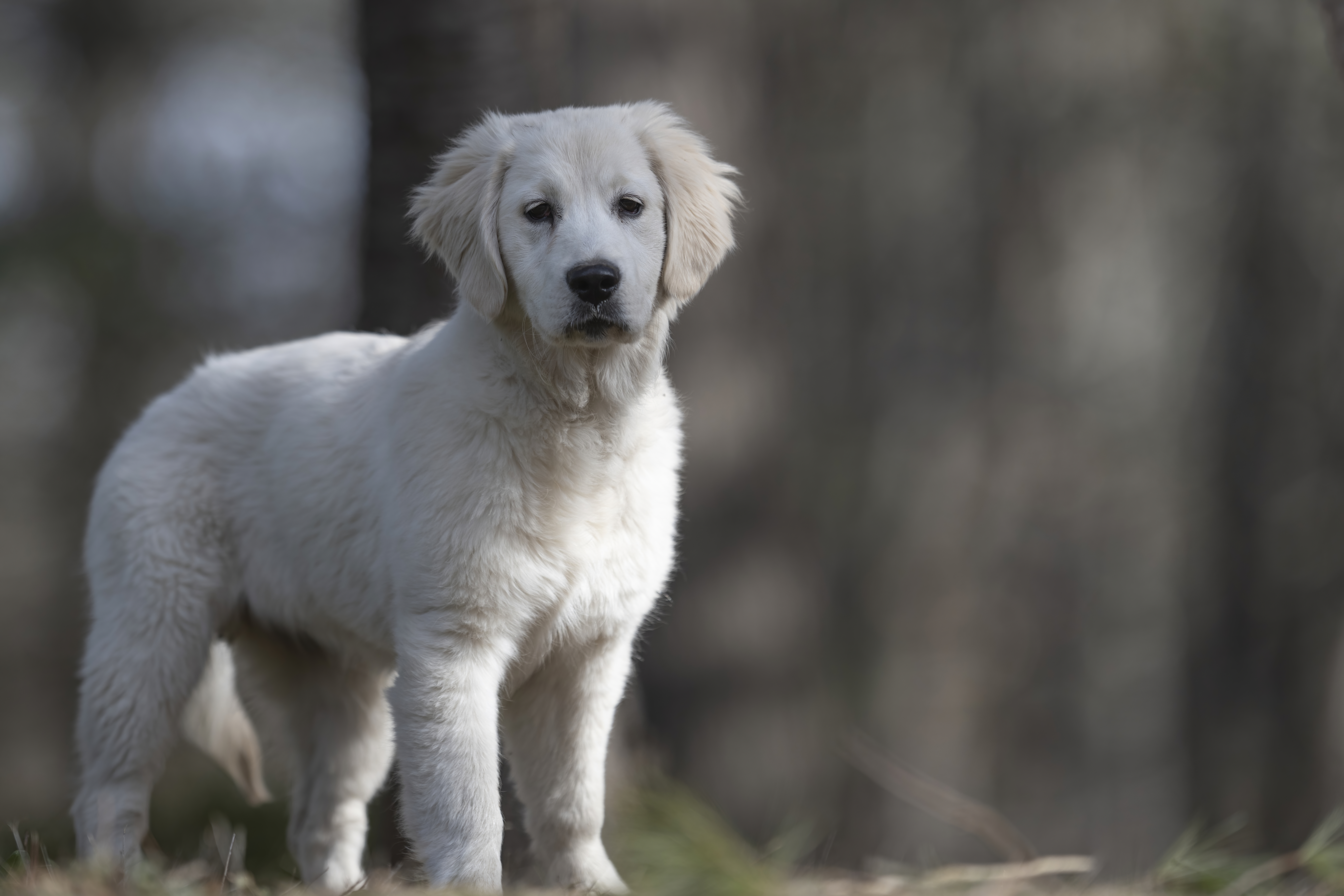 Our Dogs — SUPERSTYLE0103