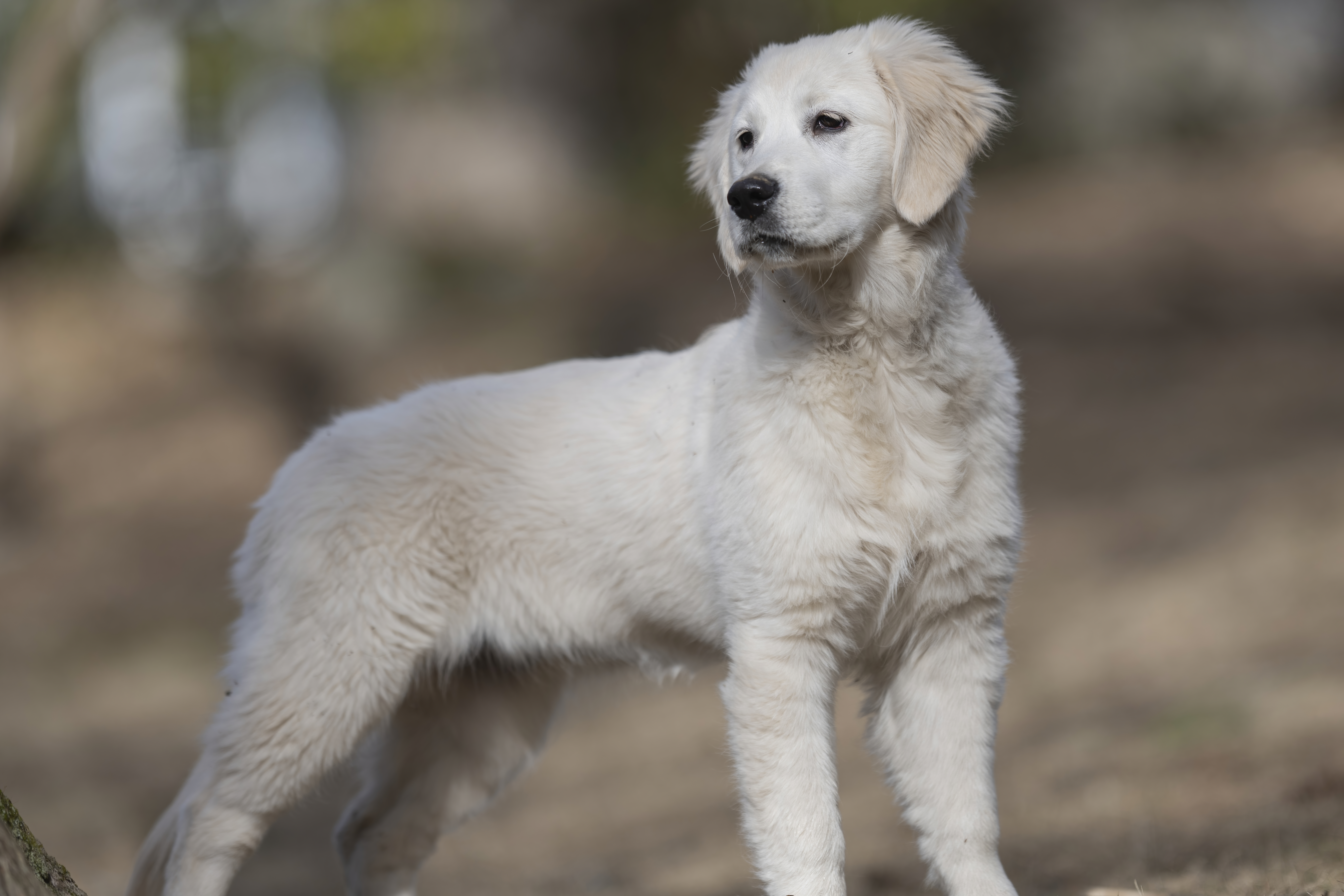 Our Dogs — SUPERSTYLE0107