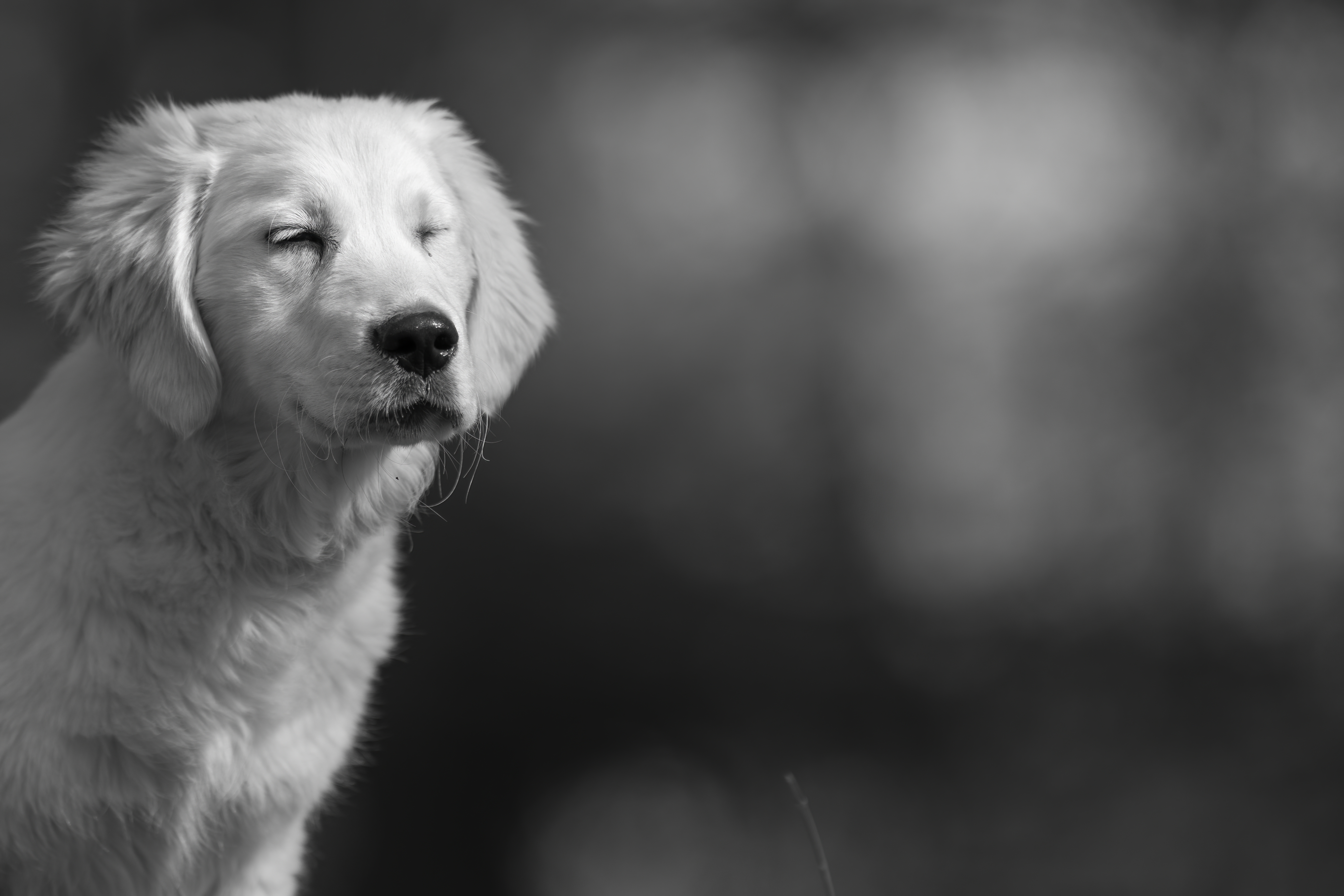 Our Dogs — SUPERSTYLE0108