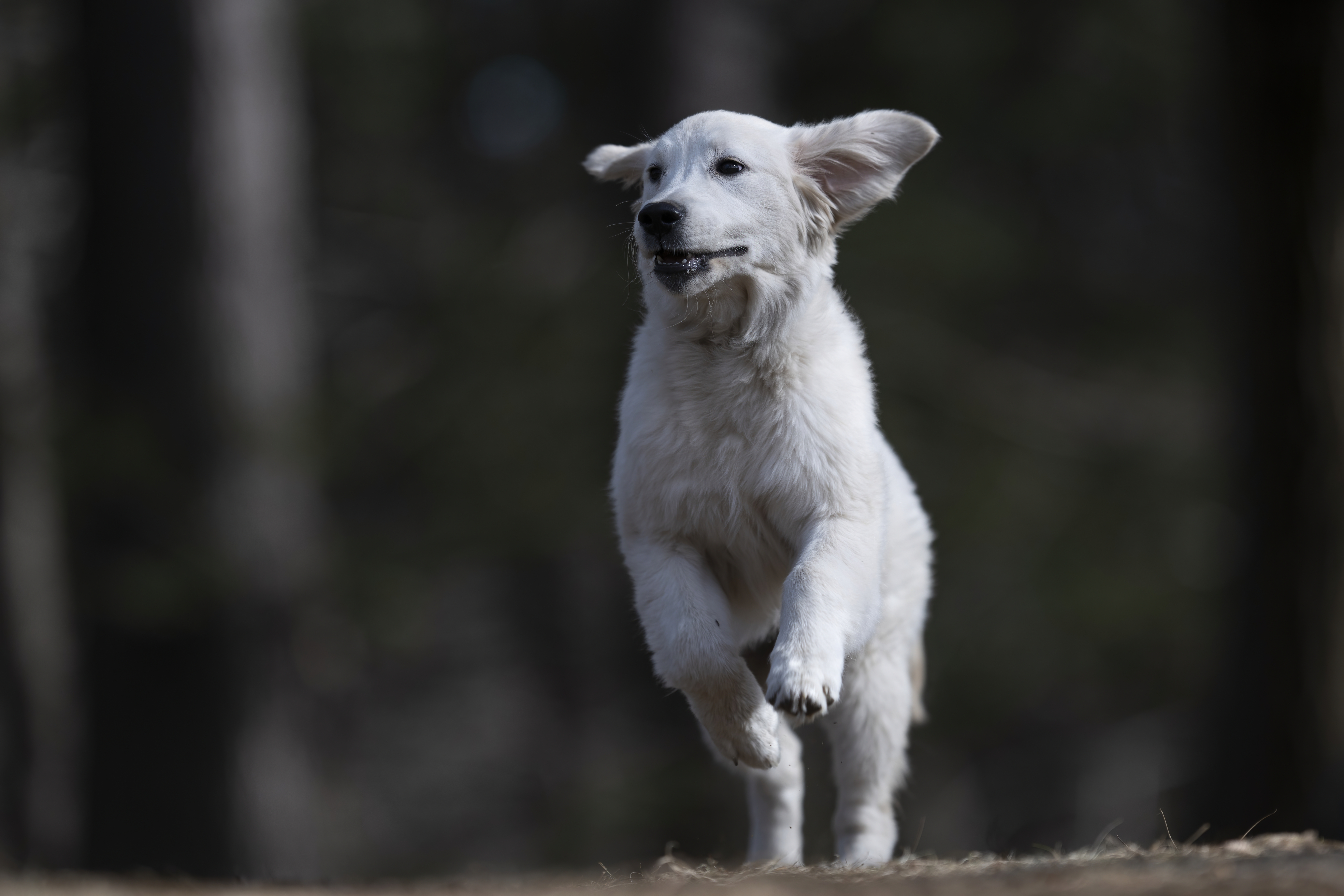 Our Dogs — SUPERSTYLE0111