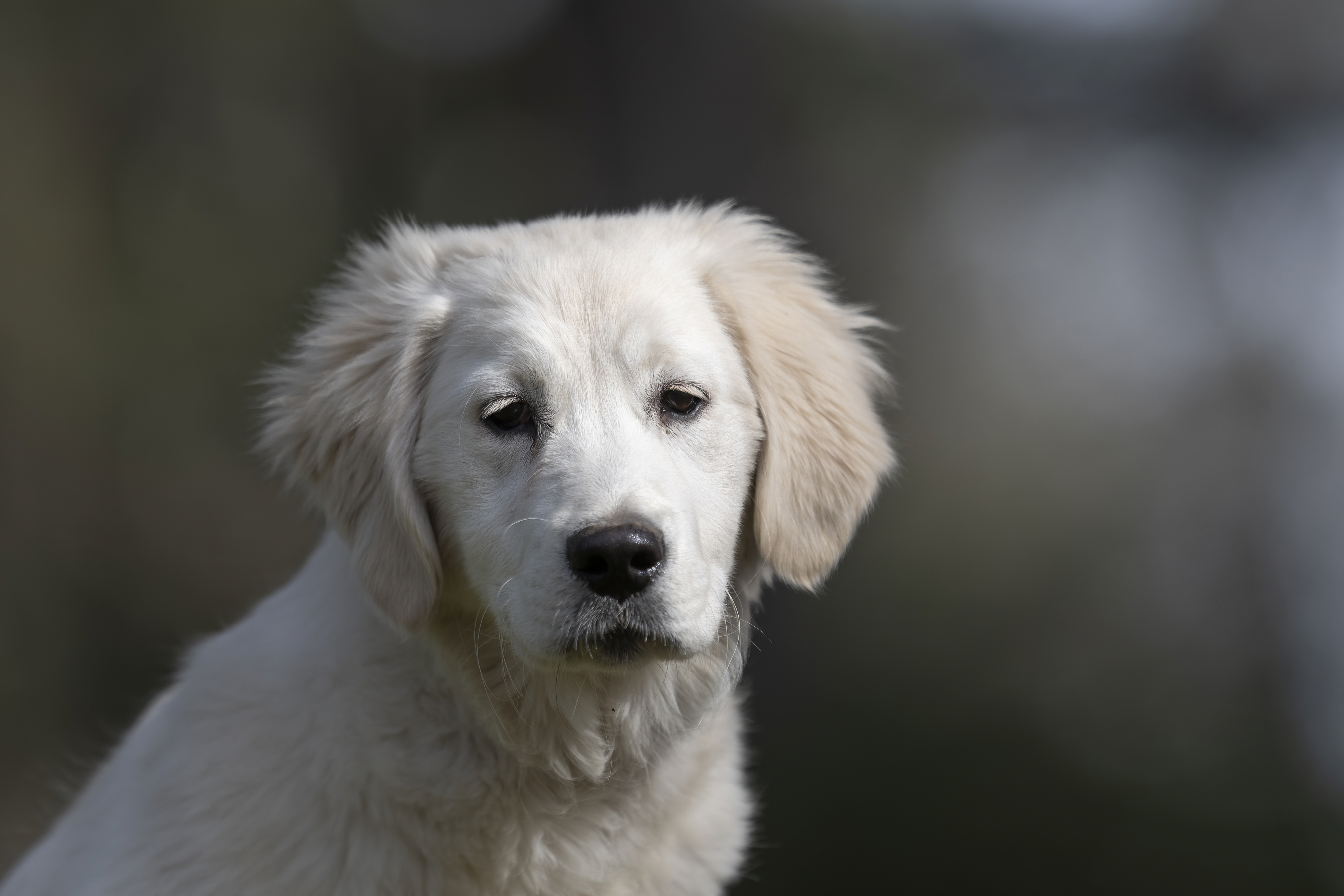 Our Dogs — SUPERSTYLE0112