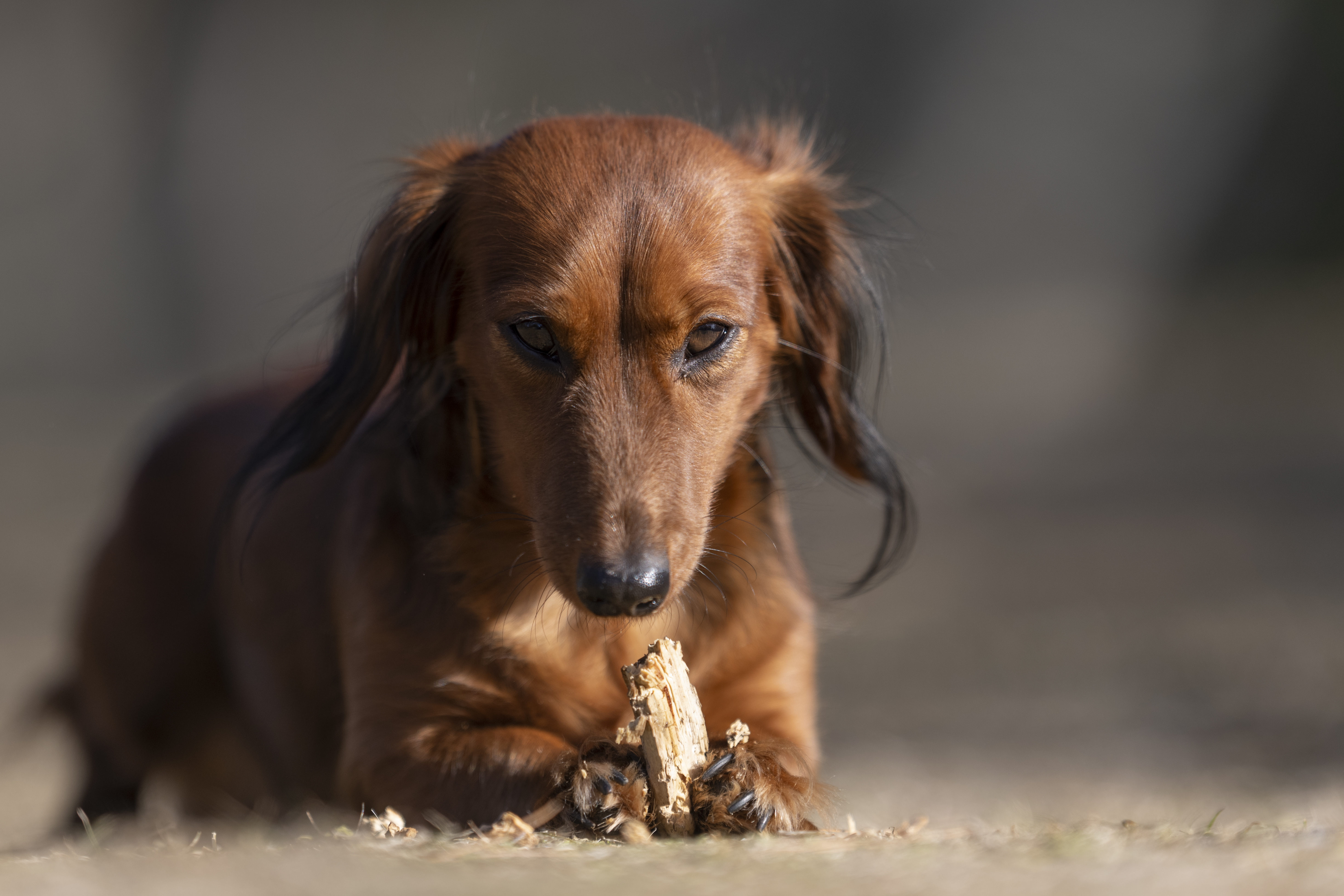 Our Dogs — SUPERSTYLE01200mm115