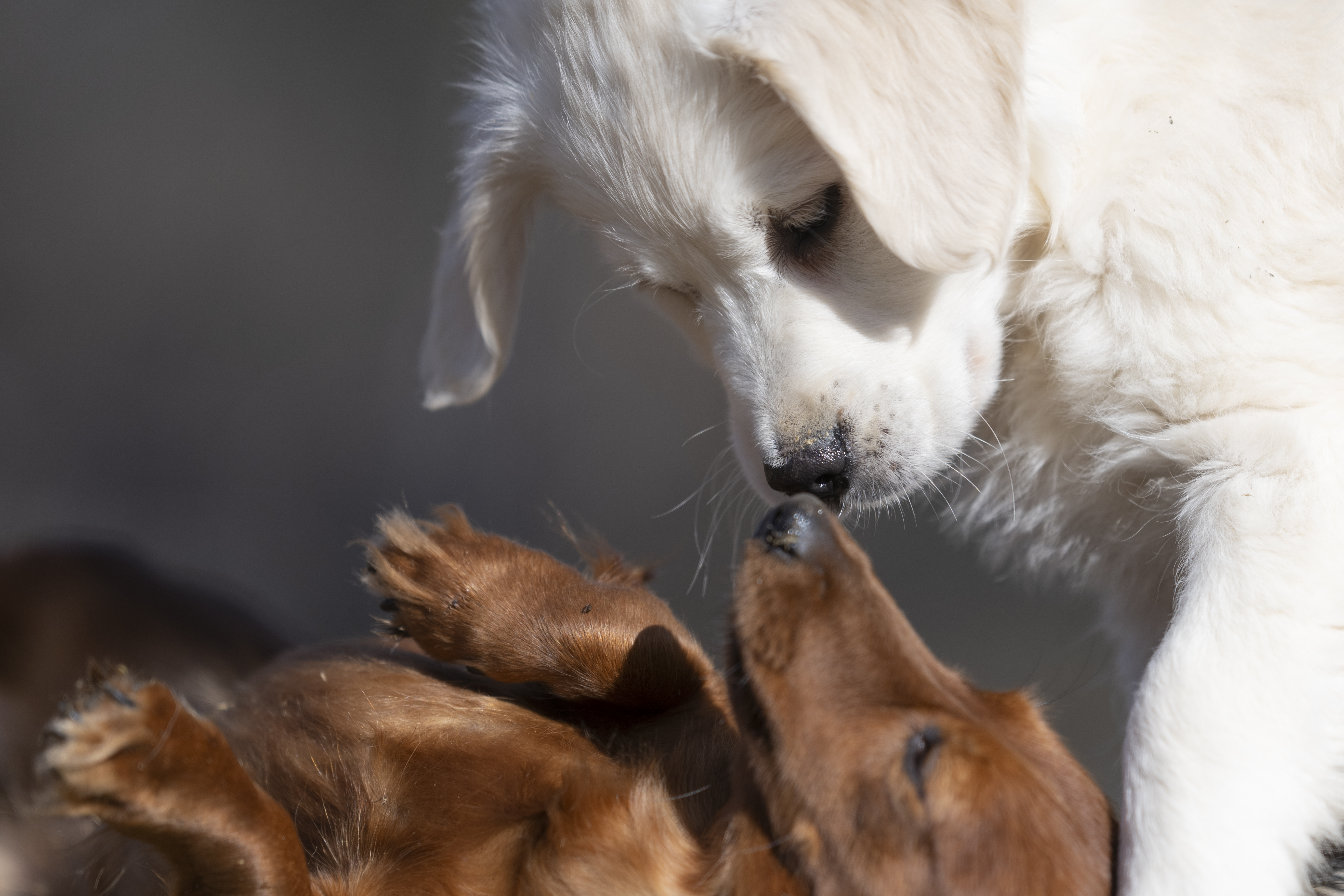 Our Dogs — SUPERSTYLE01200mm352