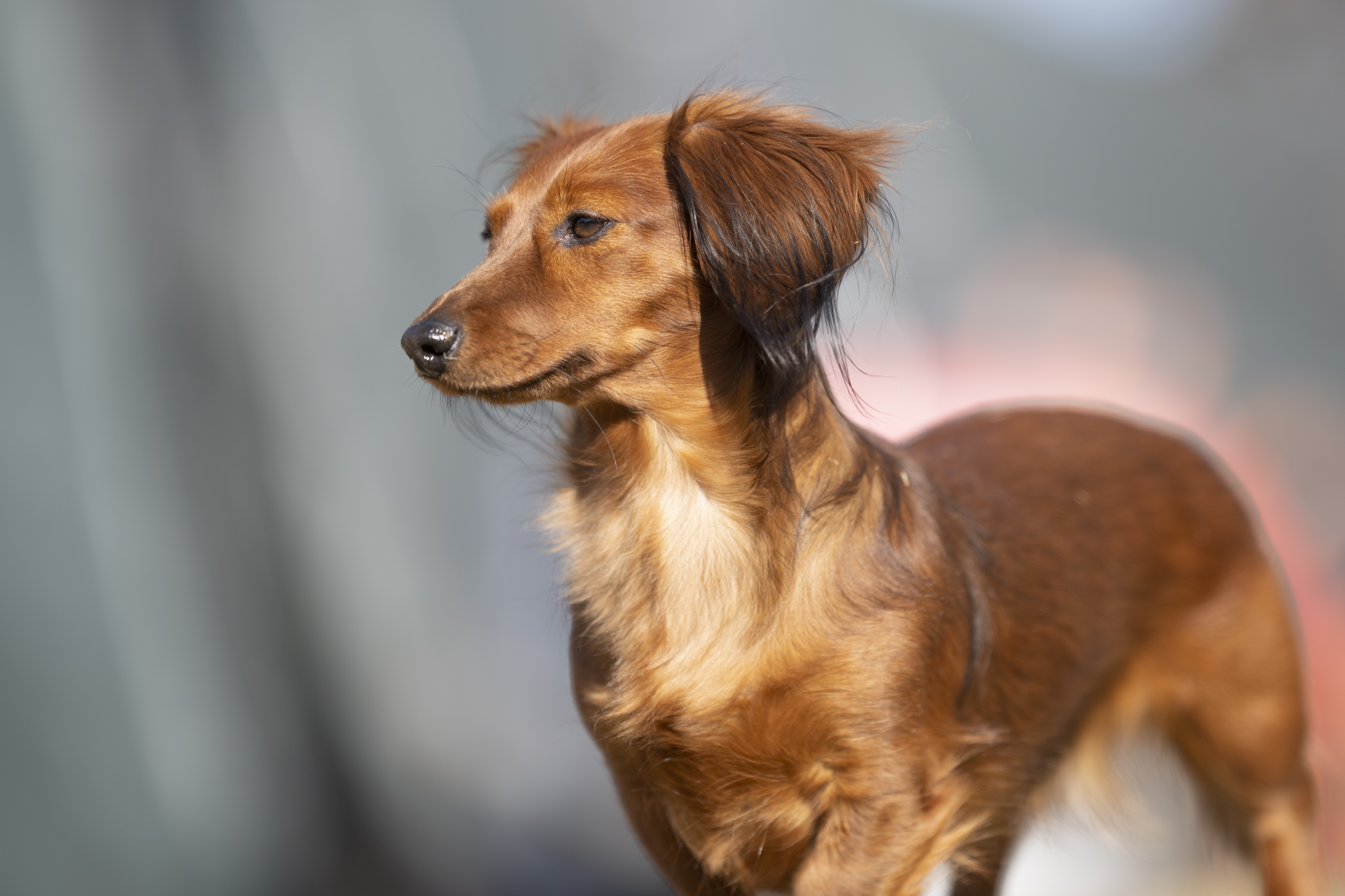 Our Dogs — SUPERSTYLE01200mm490