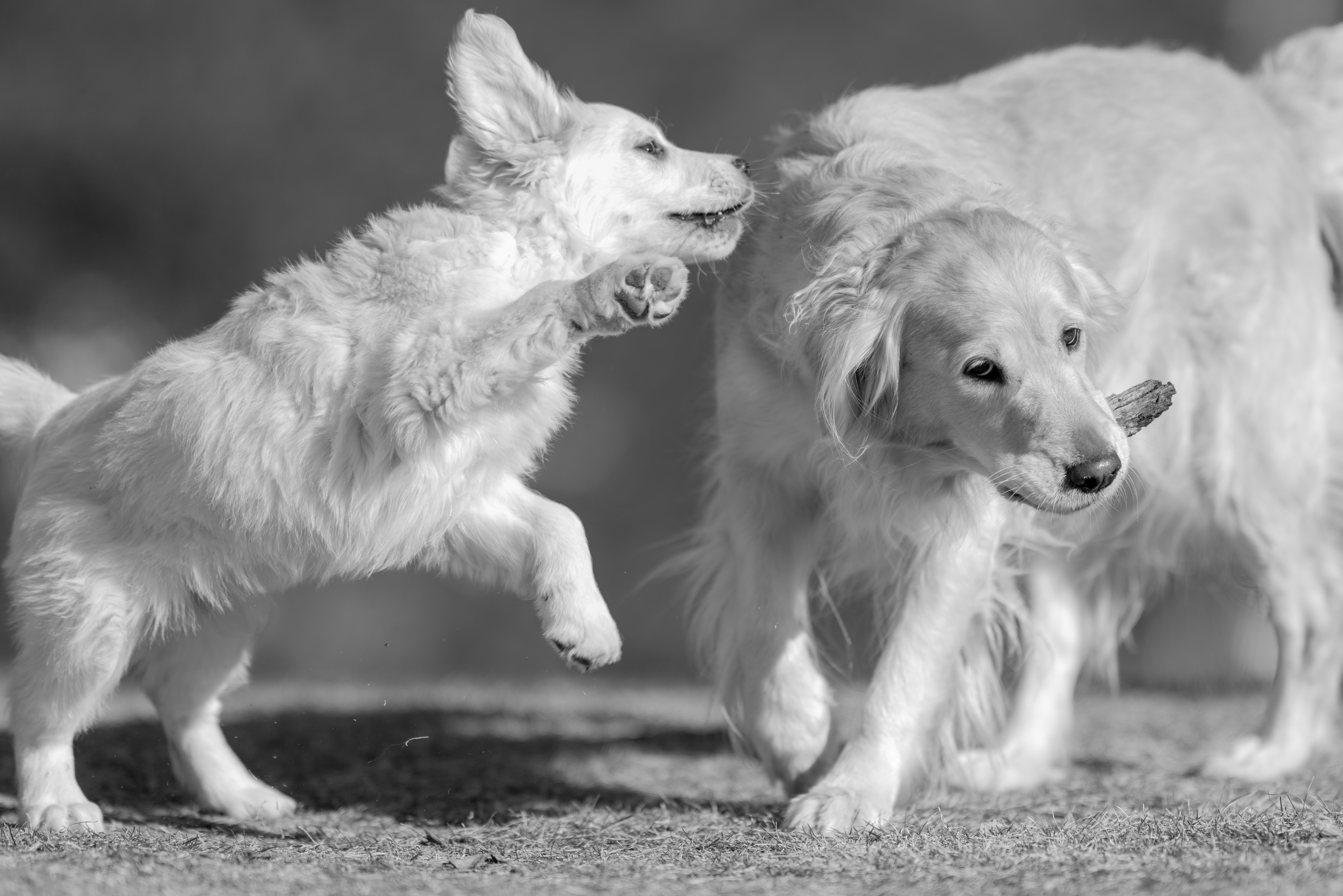 Our Dogs — SUPERSTYLE01200mm505