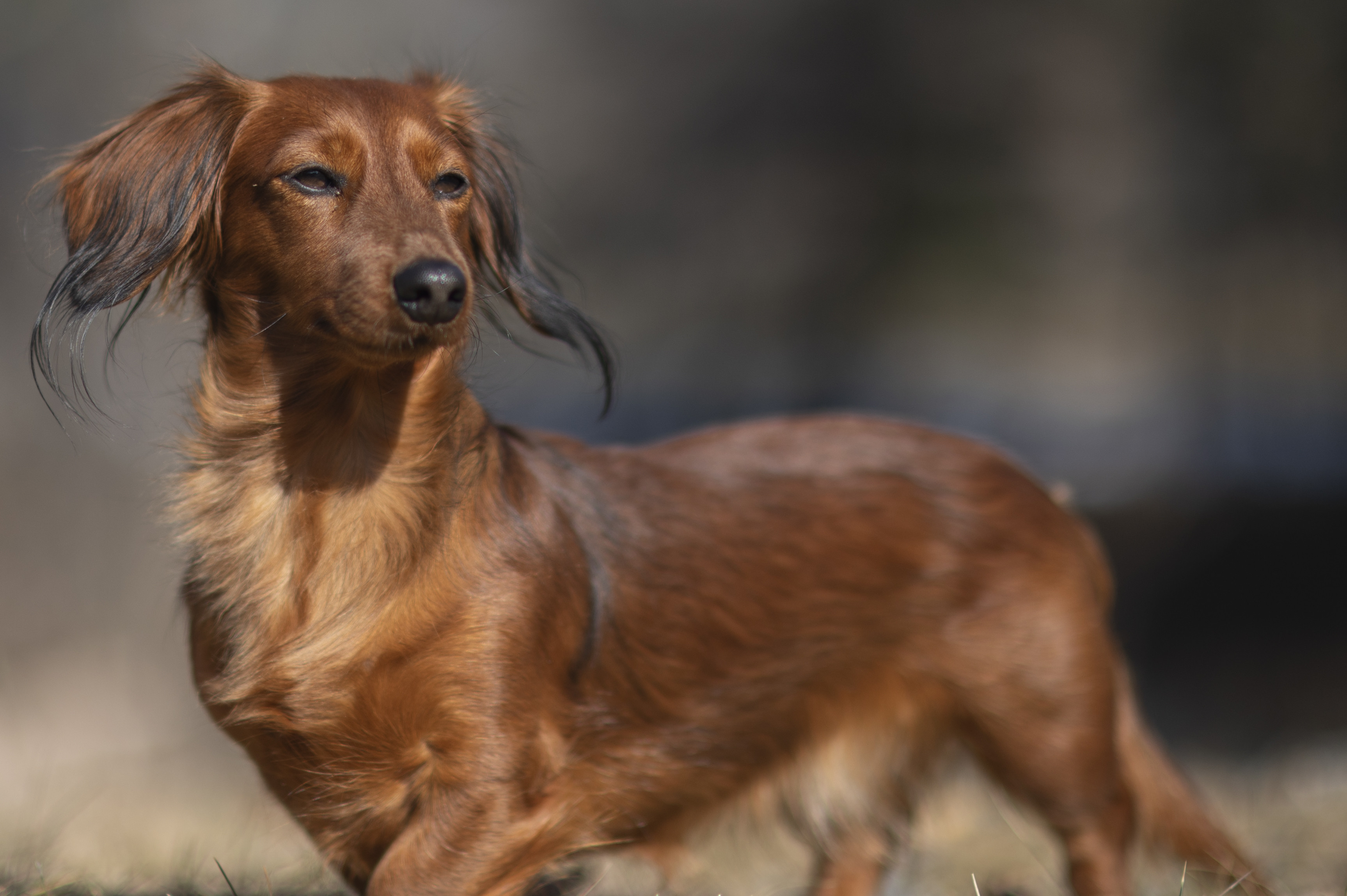 Our Dogs — SUPERSTYLE0185mm143