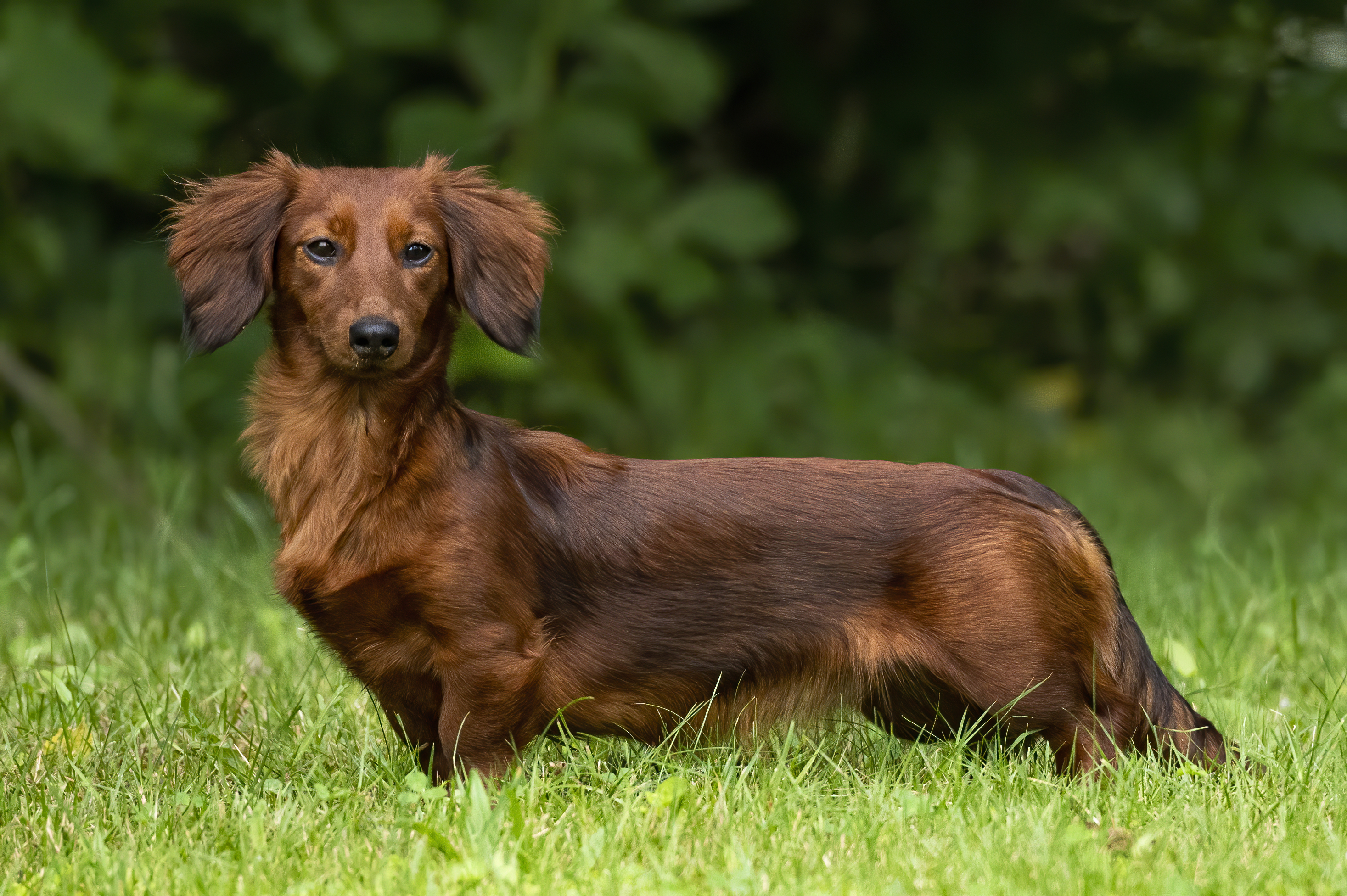 Our Dogs — pups082