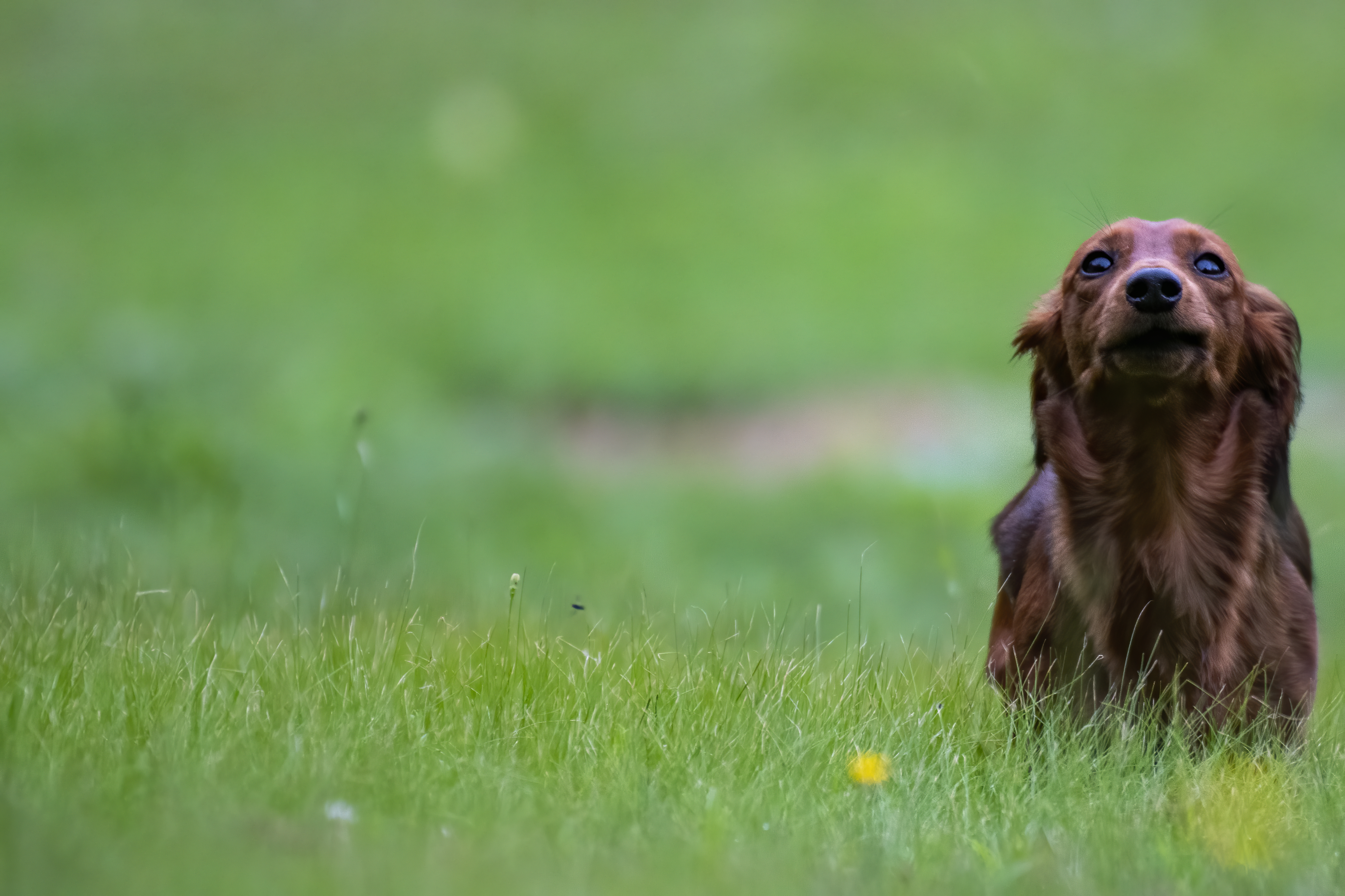 Our Dogs — pups116