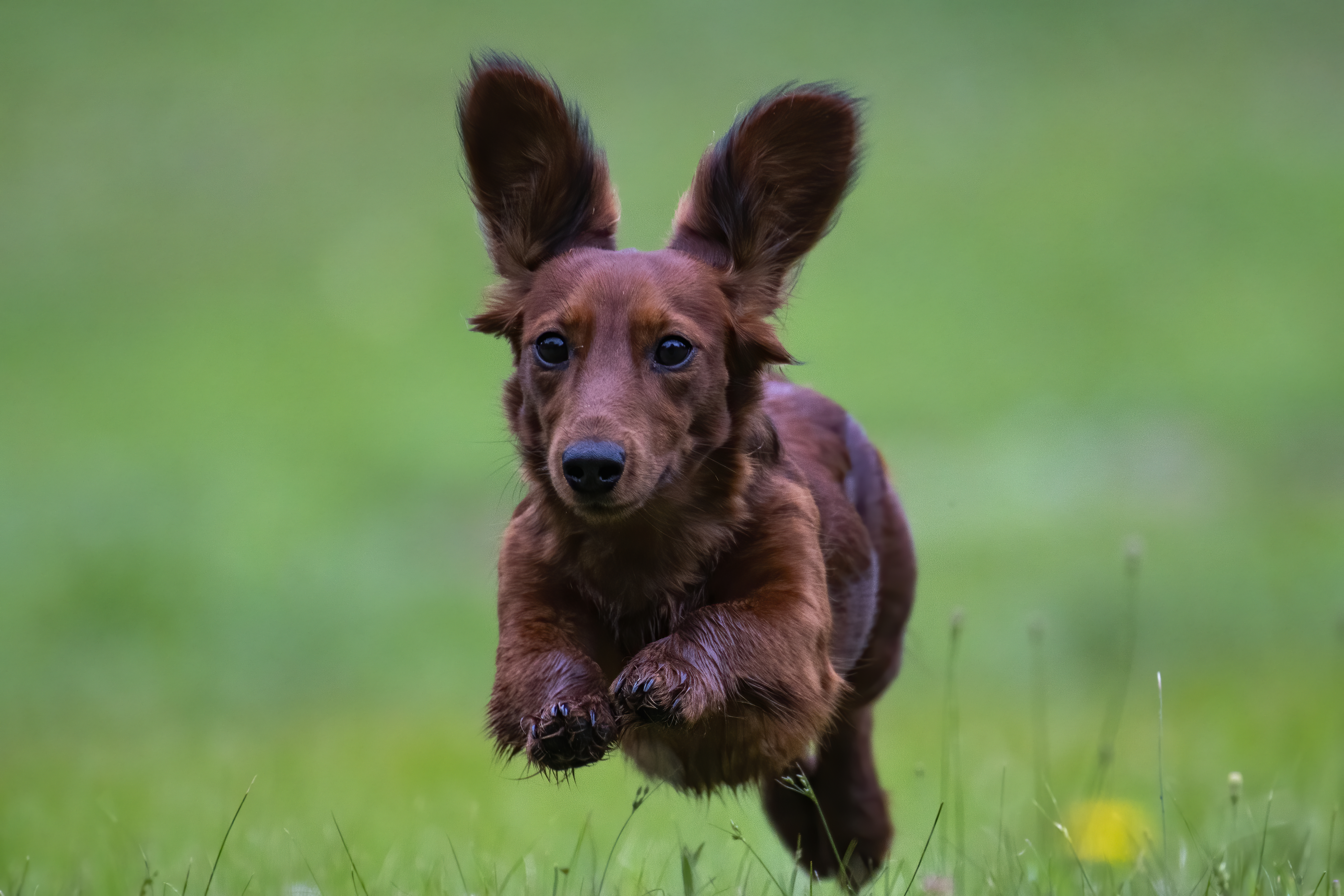 Our Dogs — pups117