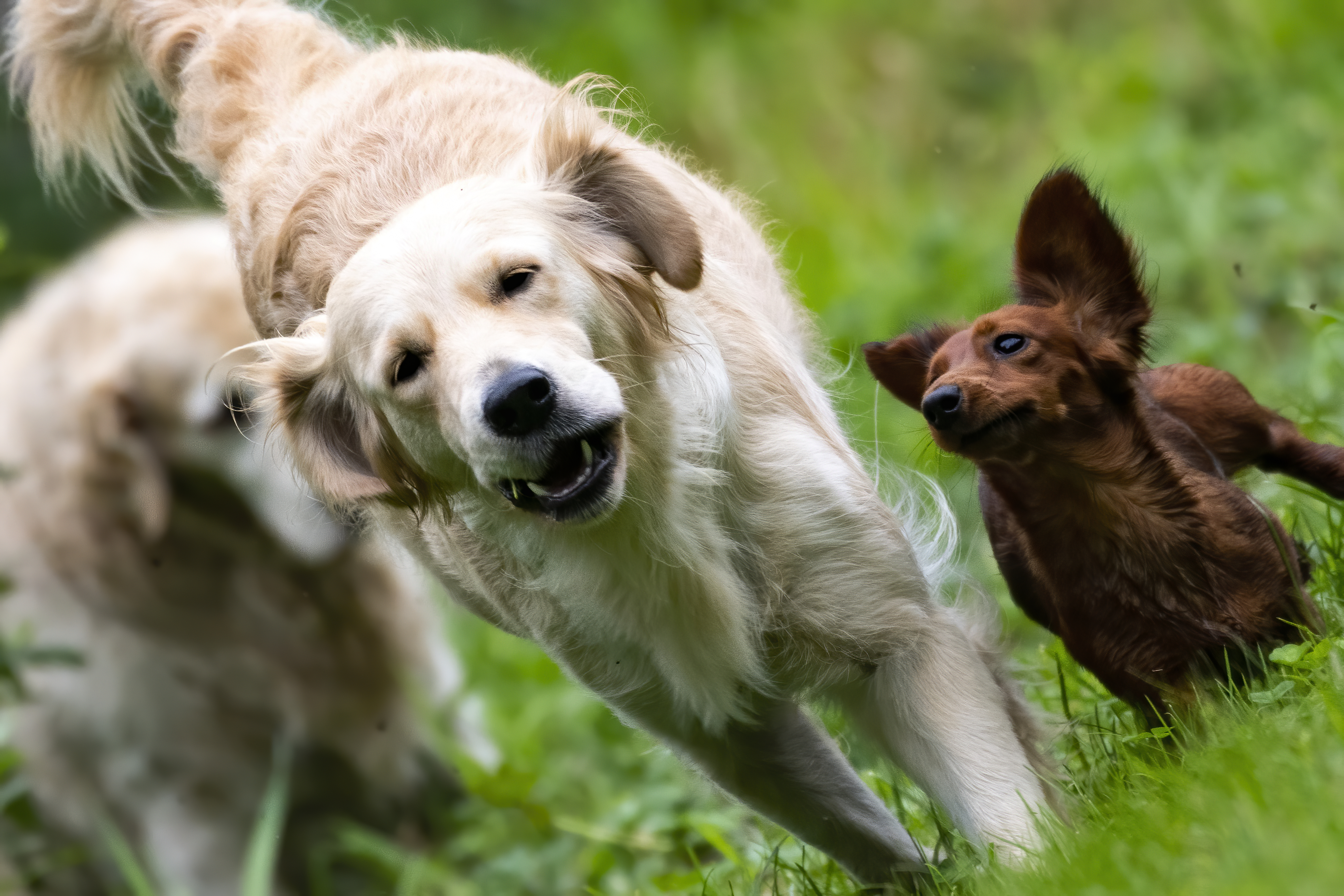 Our Dogs — pups118