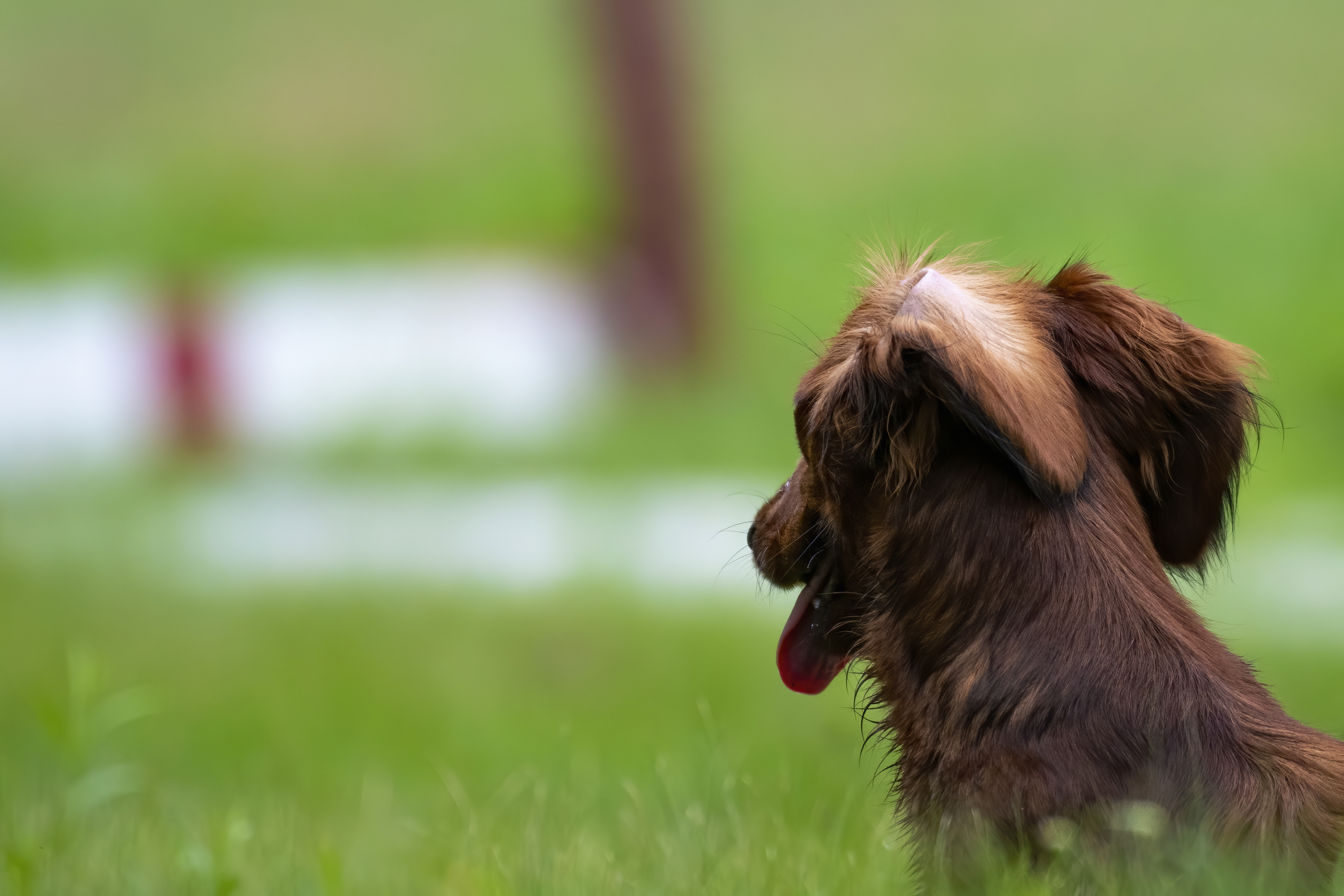 Our Dogs — pups119