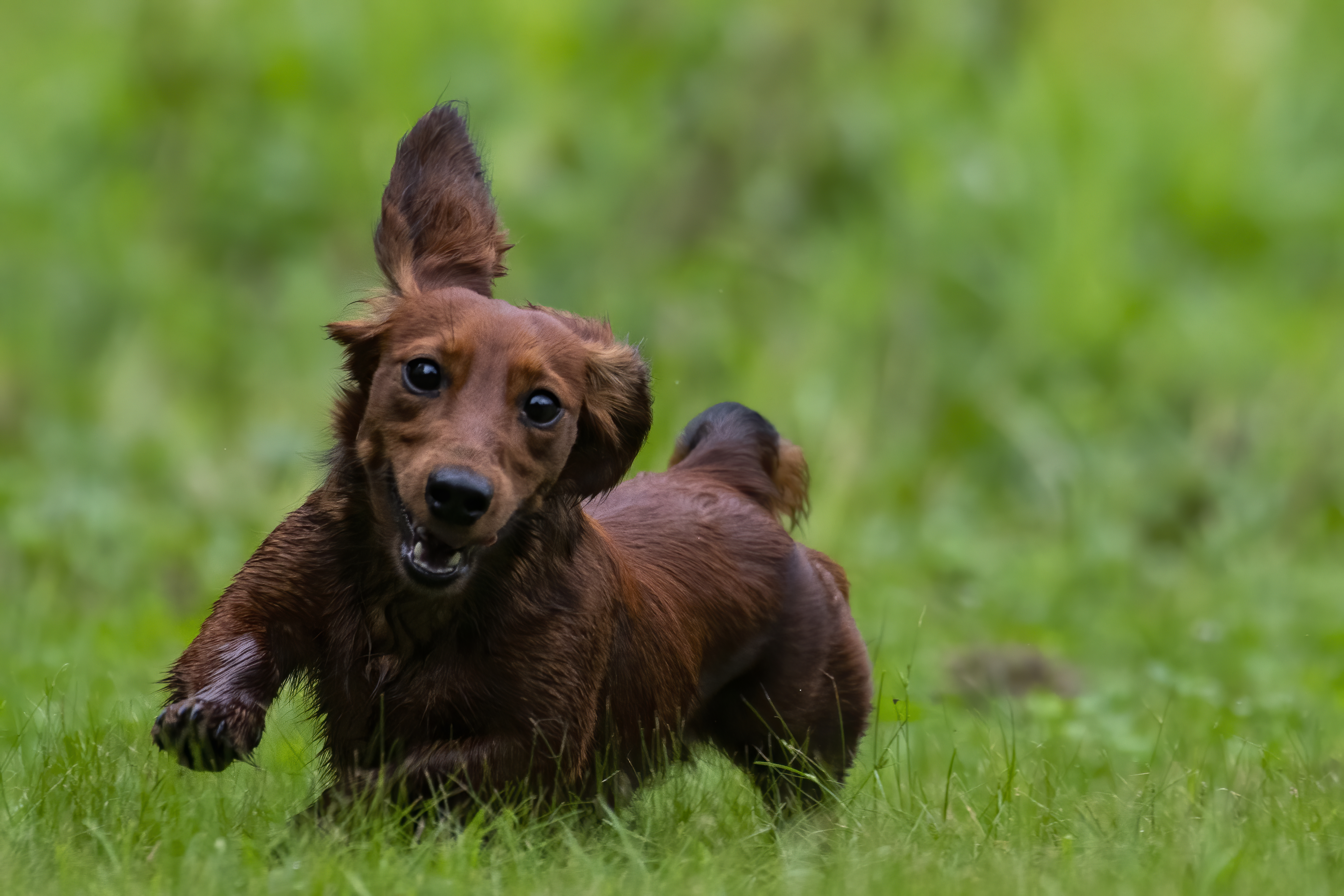 Our Dogs — pups124