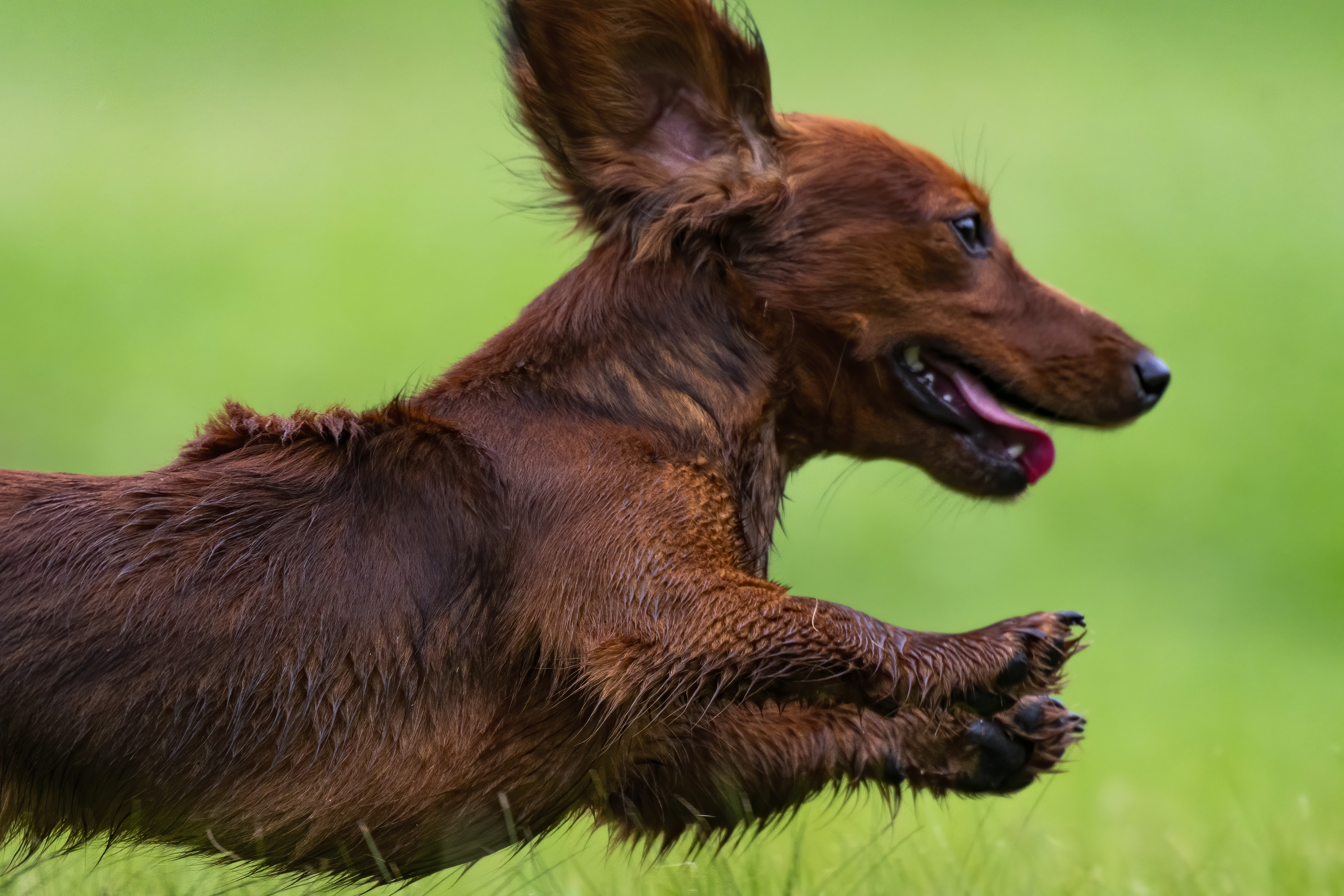 Our Dogs — pups125