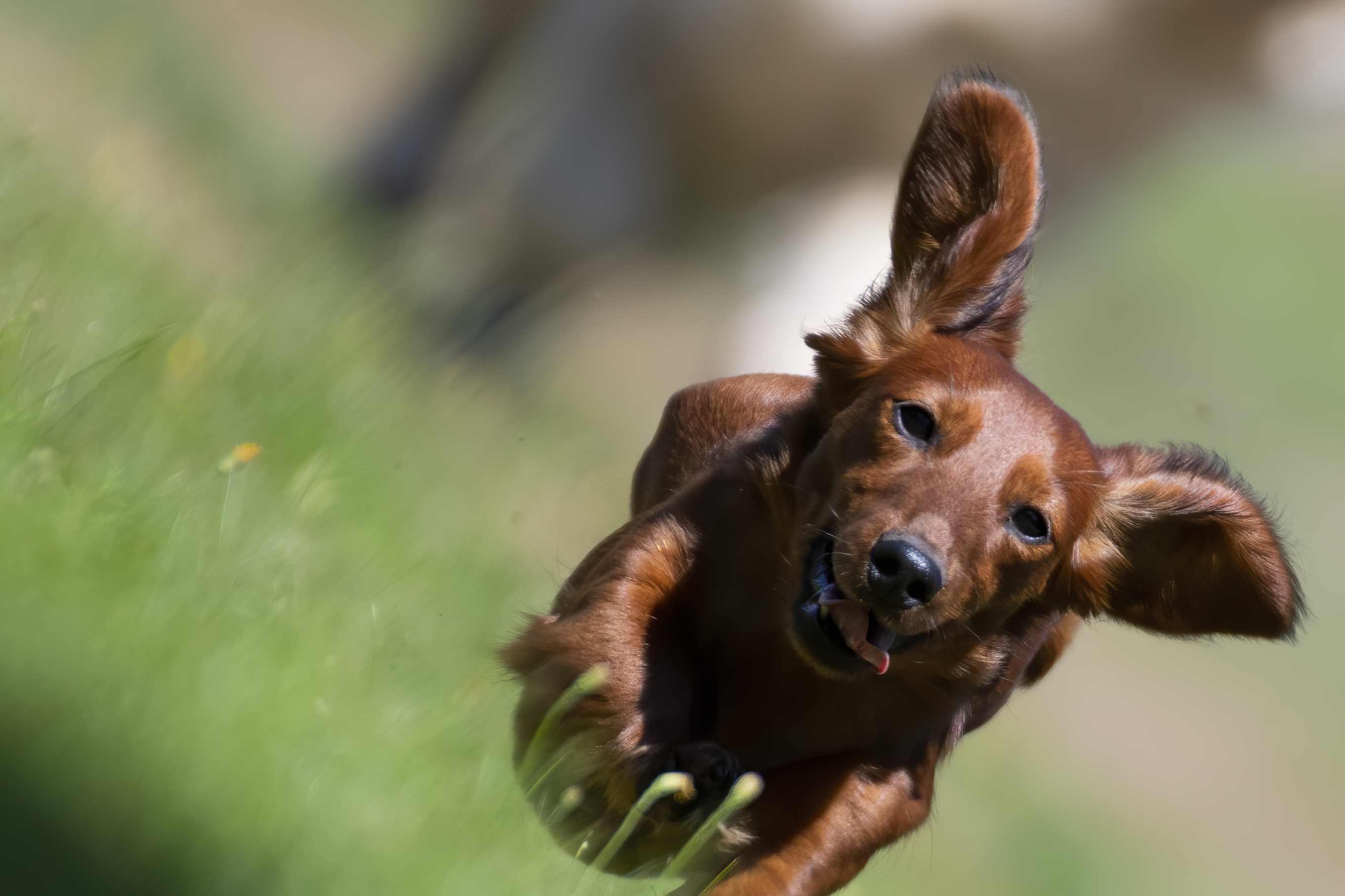 Our Dogs — pups147