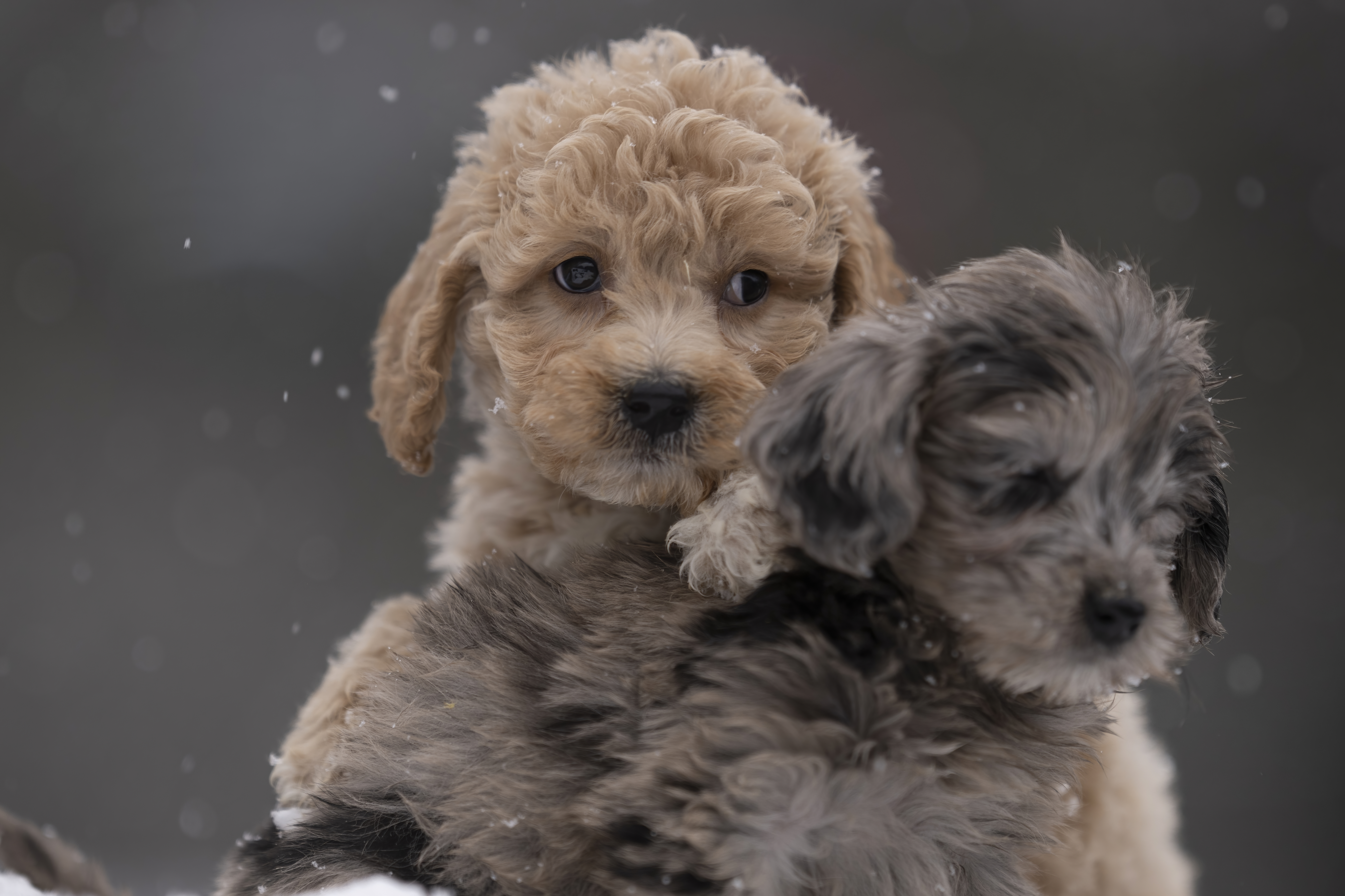 Lifestyle — Doodles078 f