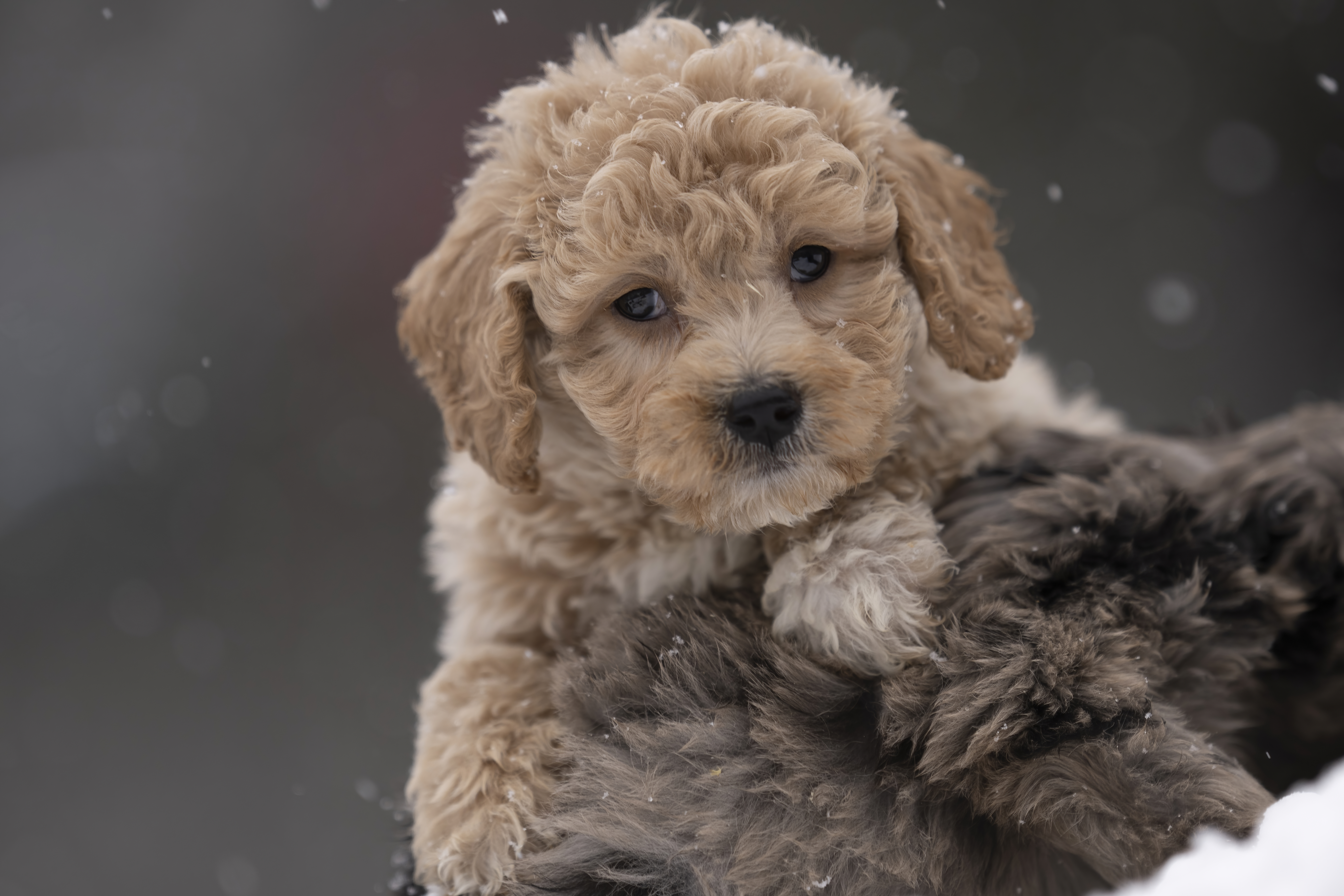 Lifestyle — Doodles107 f