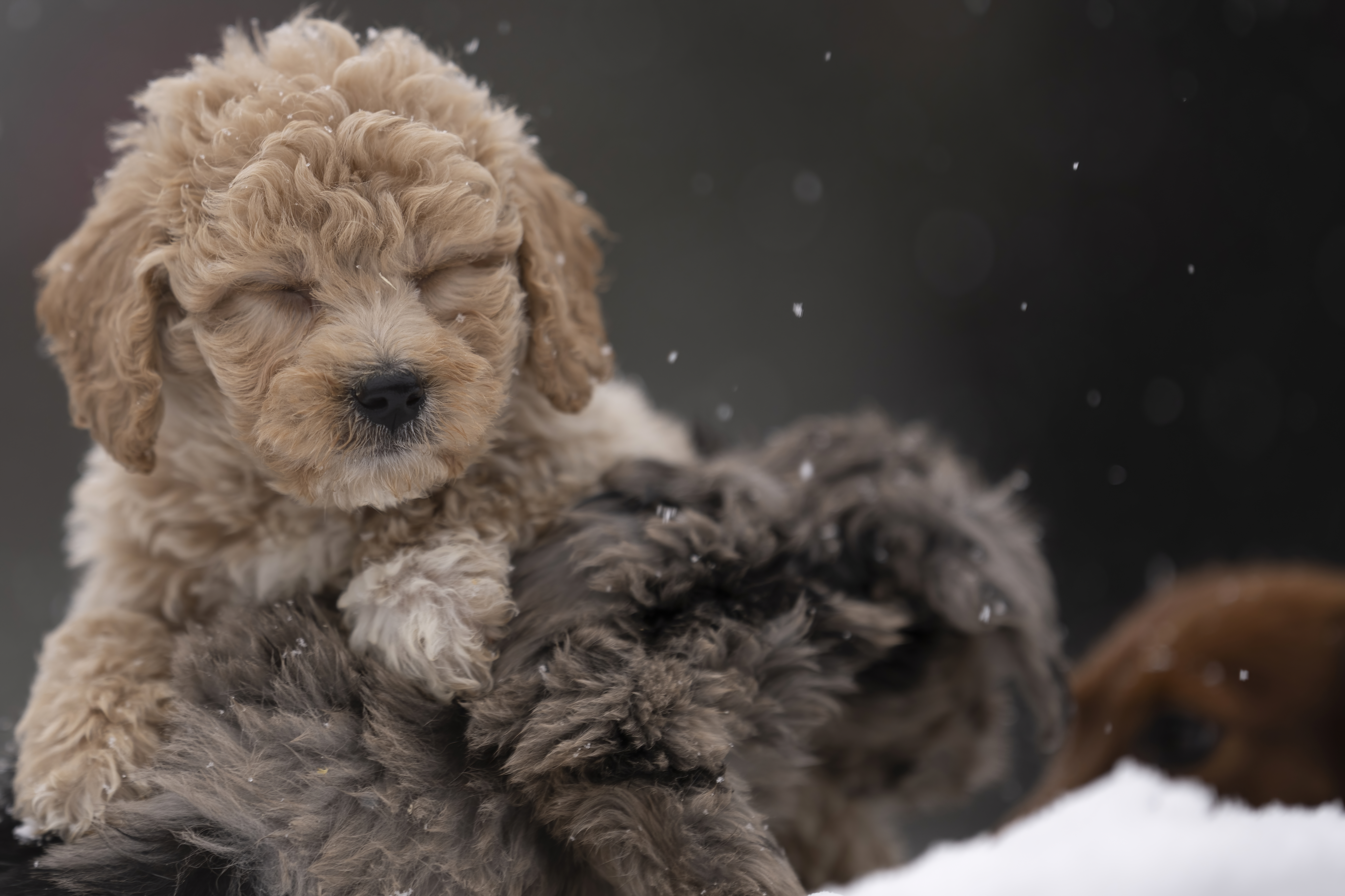 Lifestyle — Doodles115 f