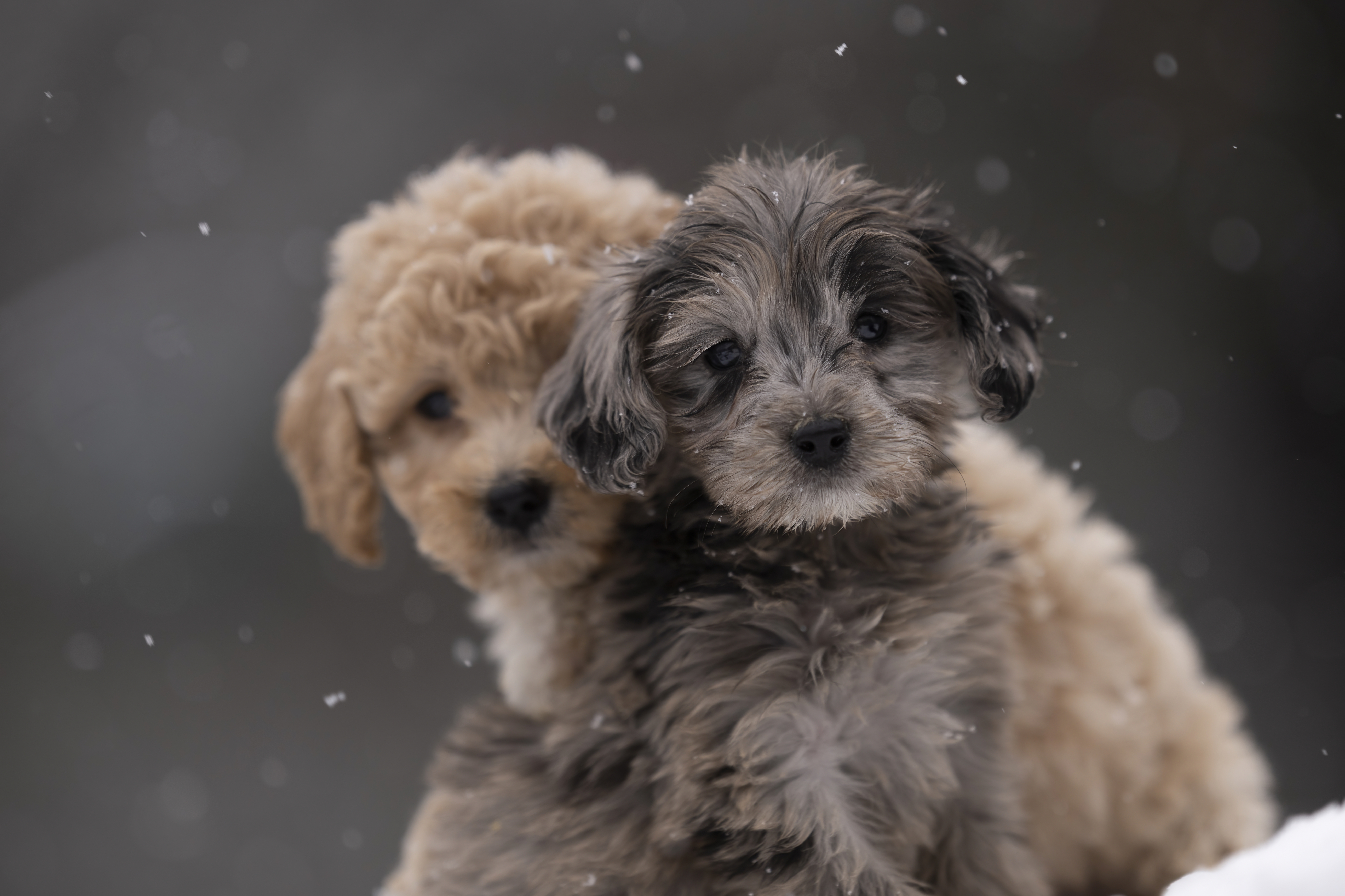 Lifestyle — Doodles137 f