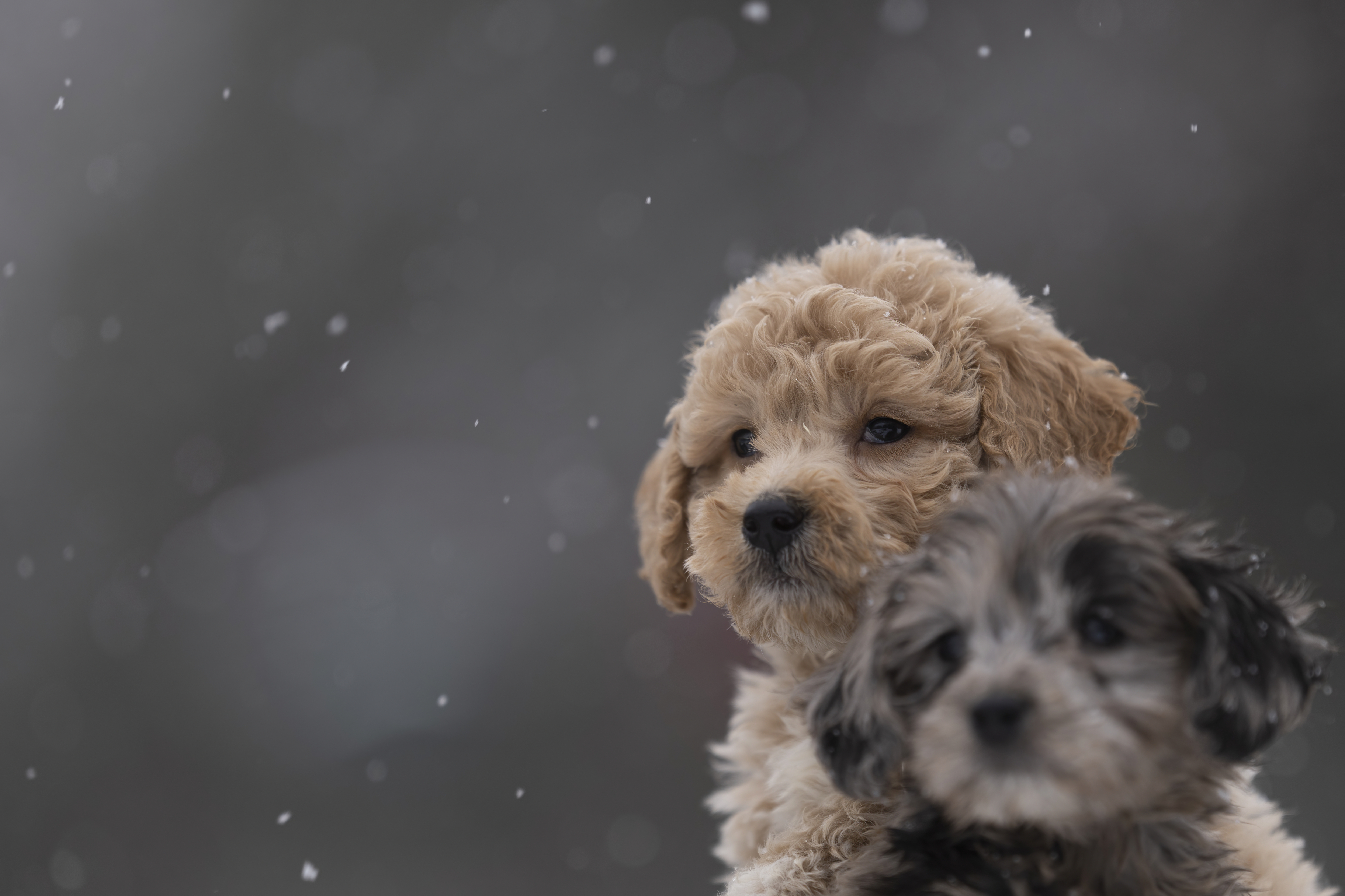 Lifestyle — Doodles147 f