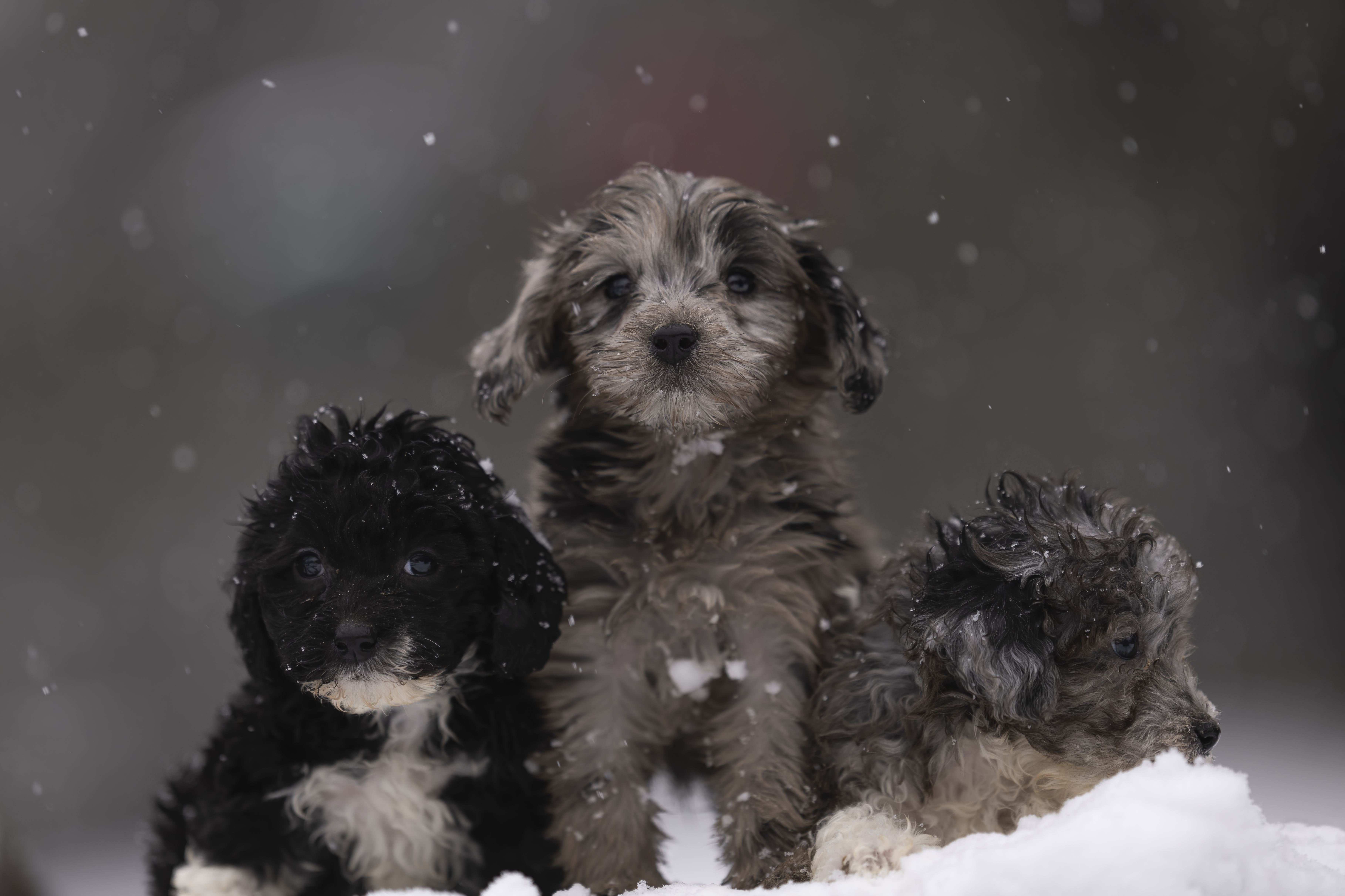 Lifestyle — Doodles243 f