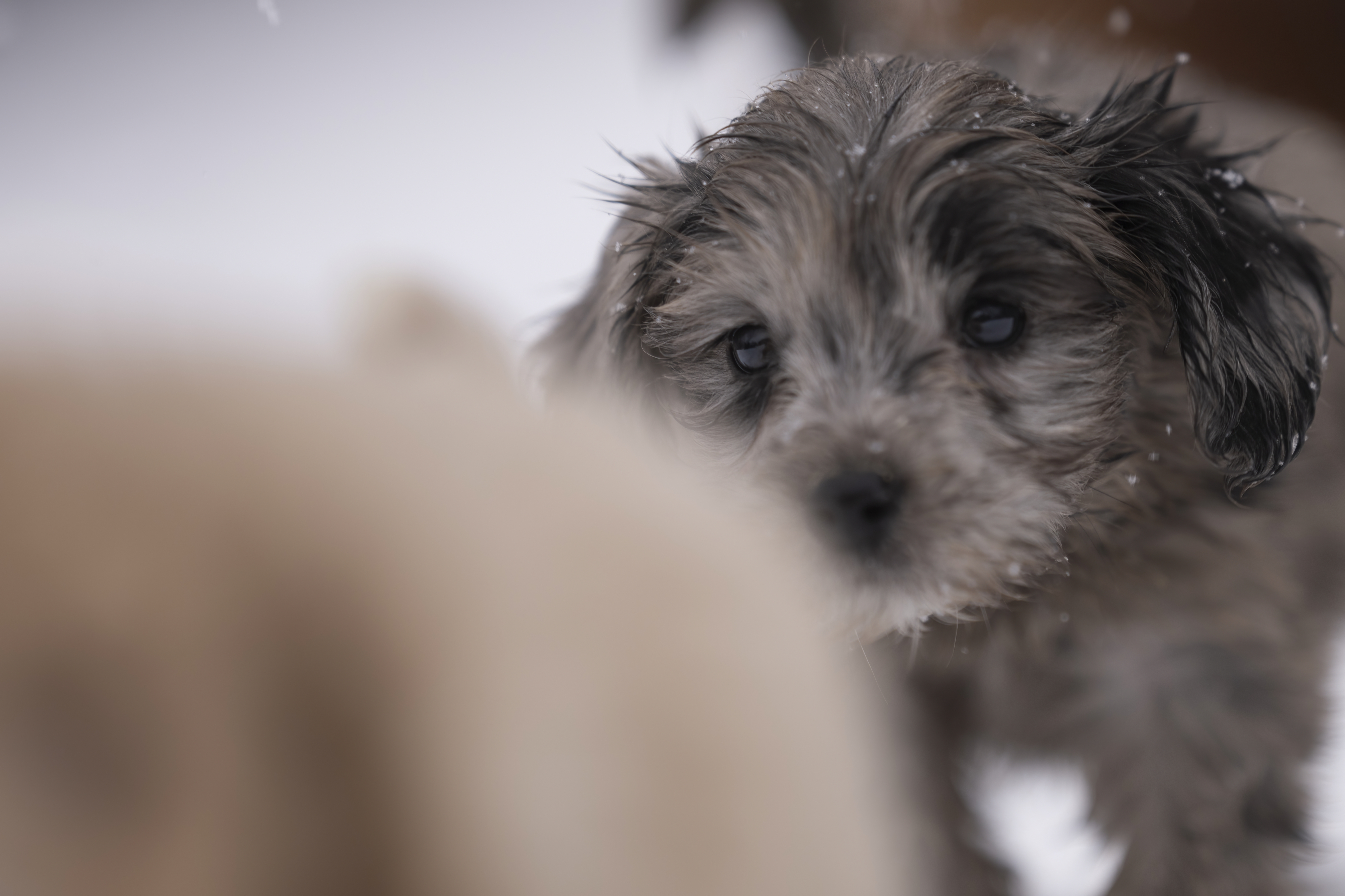 Lifestyle — Doodles272 f