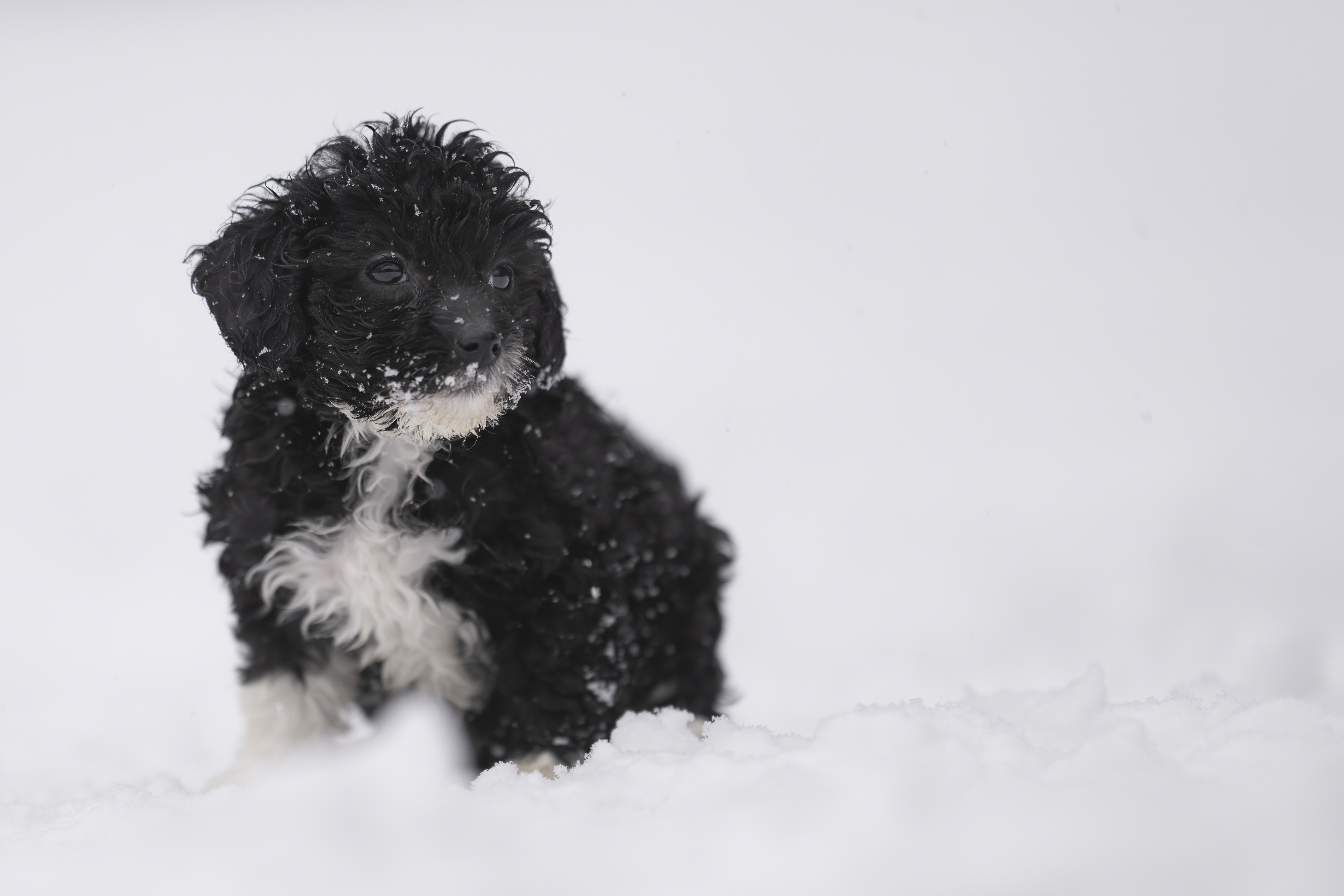 Lifestyle — Doodles452 f