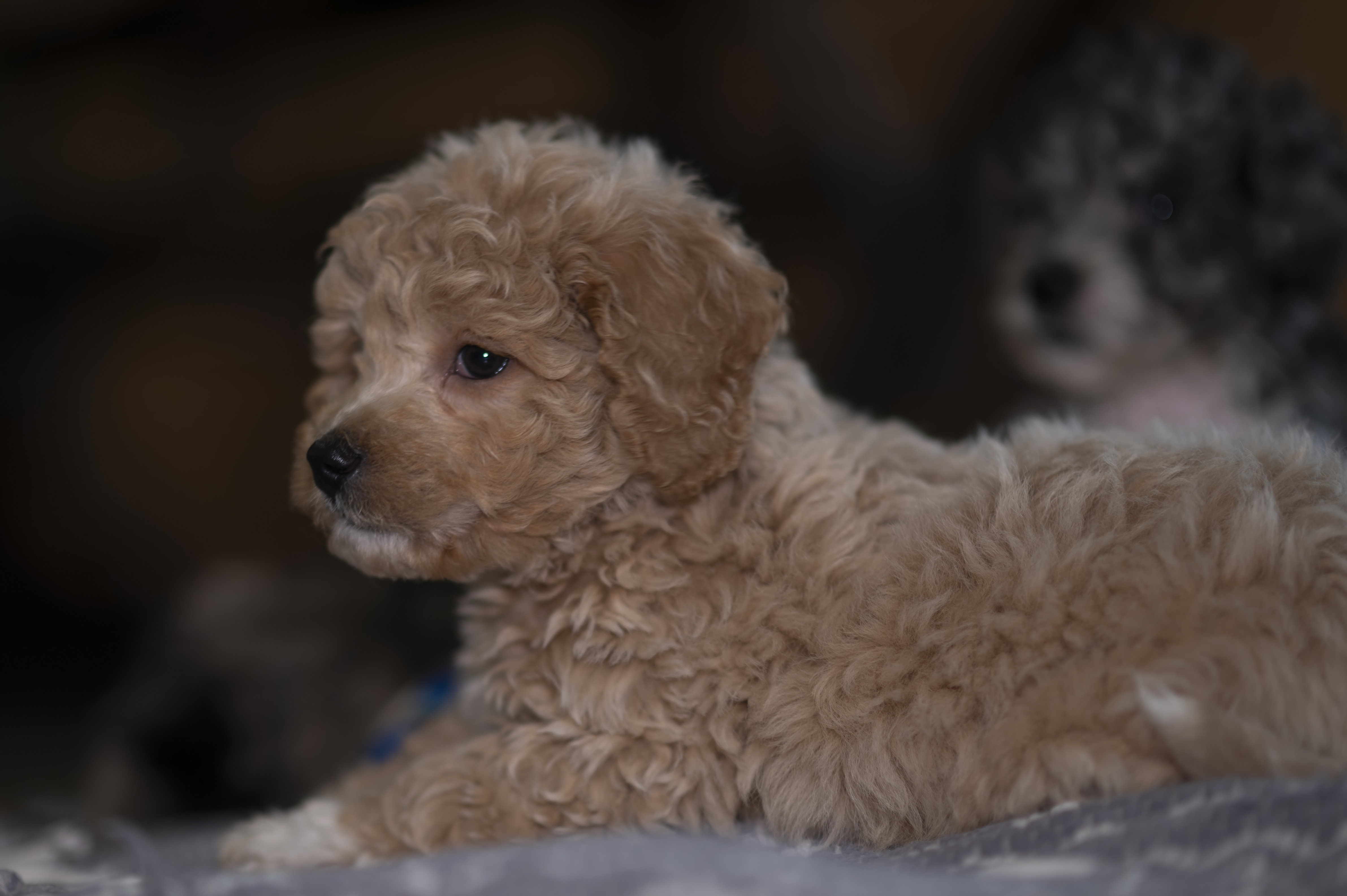 Lifestyle — DoodsDarls1270 f