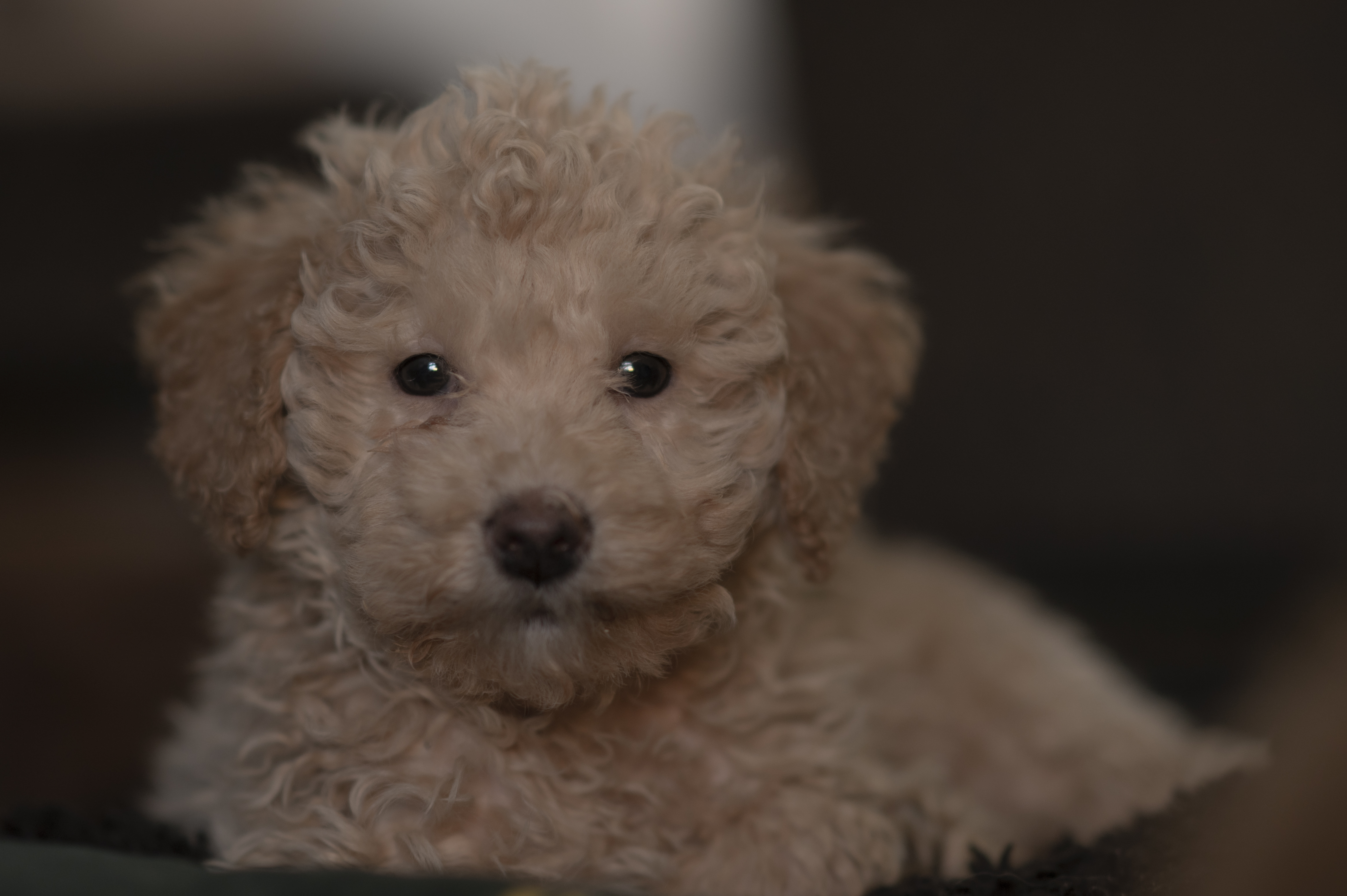 Lifestyle — Brooklyn1799