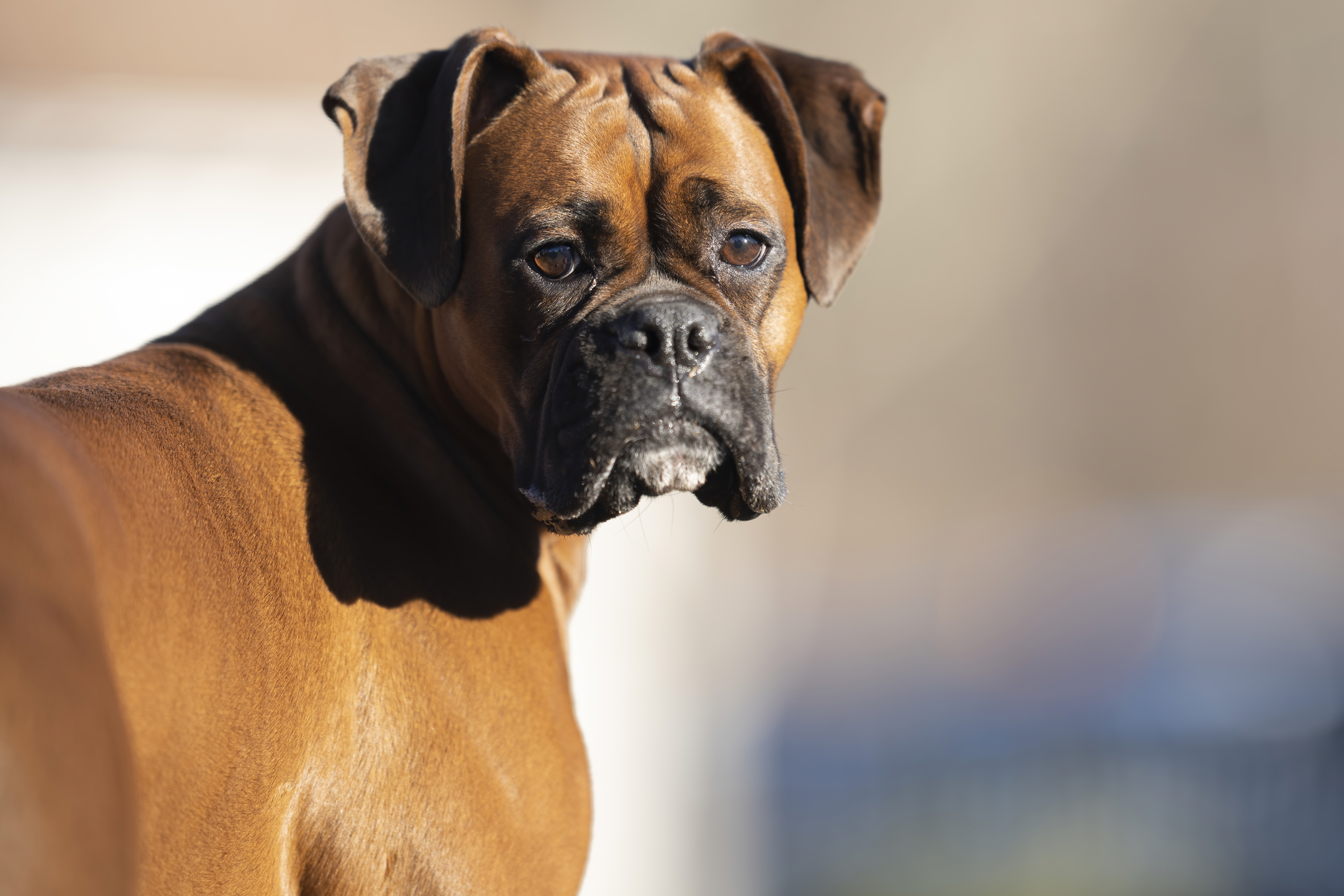 Lifestyle — CaremBoxers176 f