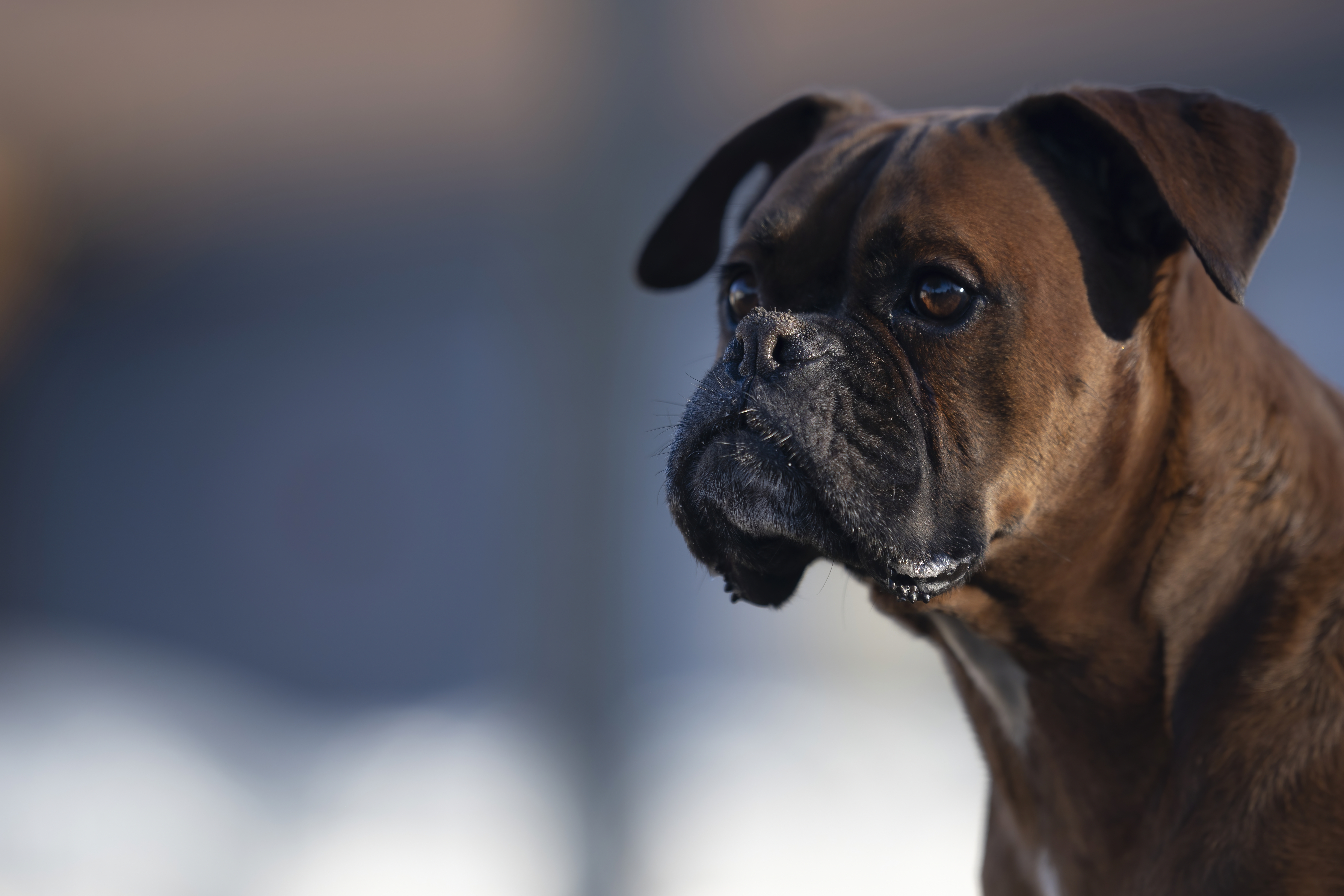 Lifestyle — CaremBoxers244 f