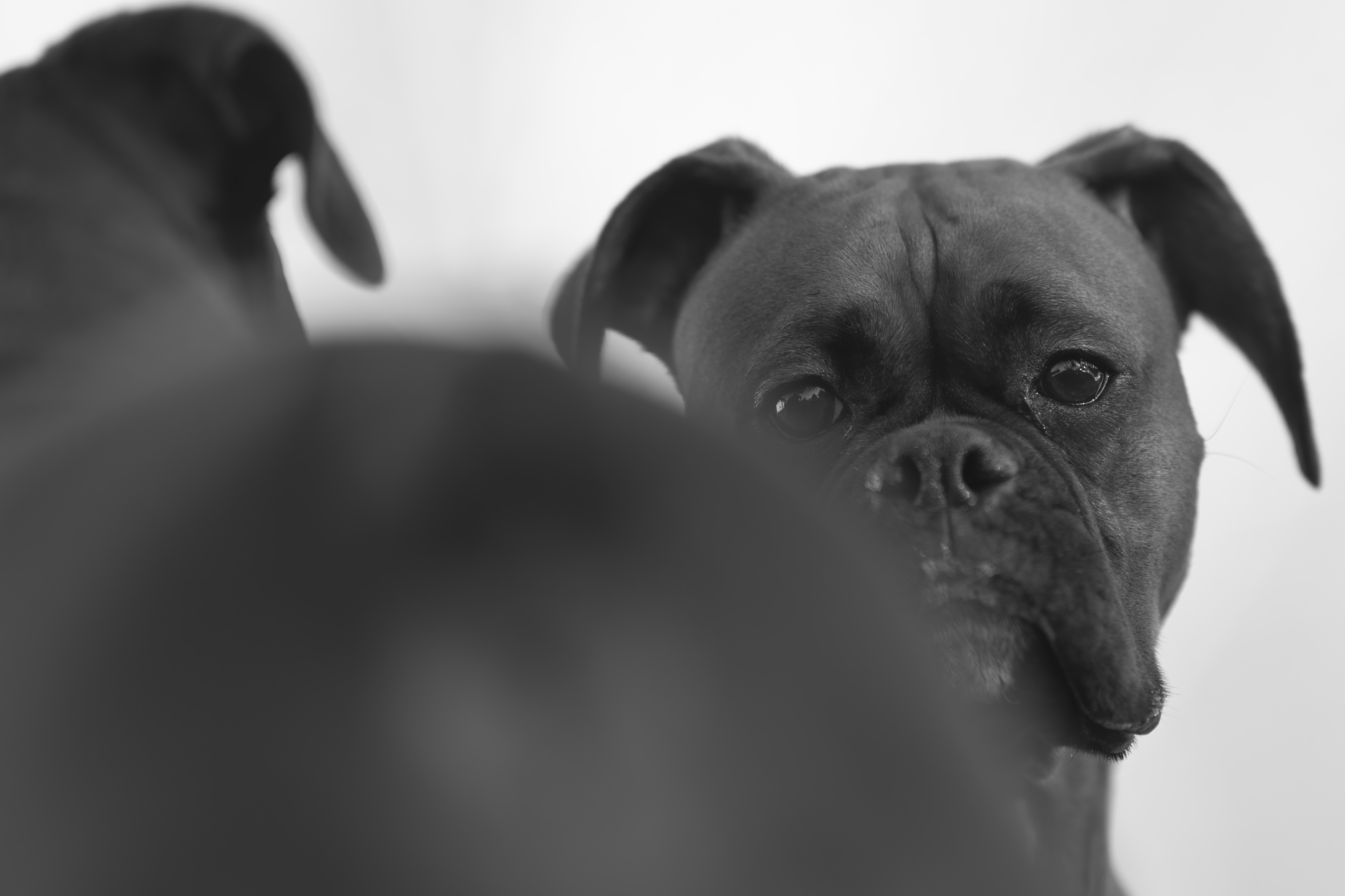 Lifestyle — CaremBoxers351 2 f