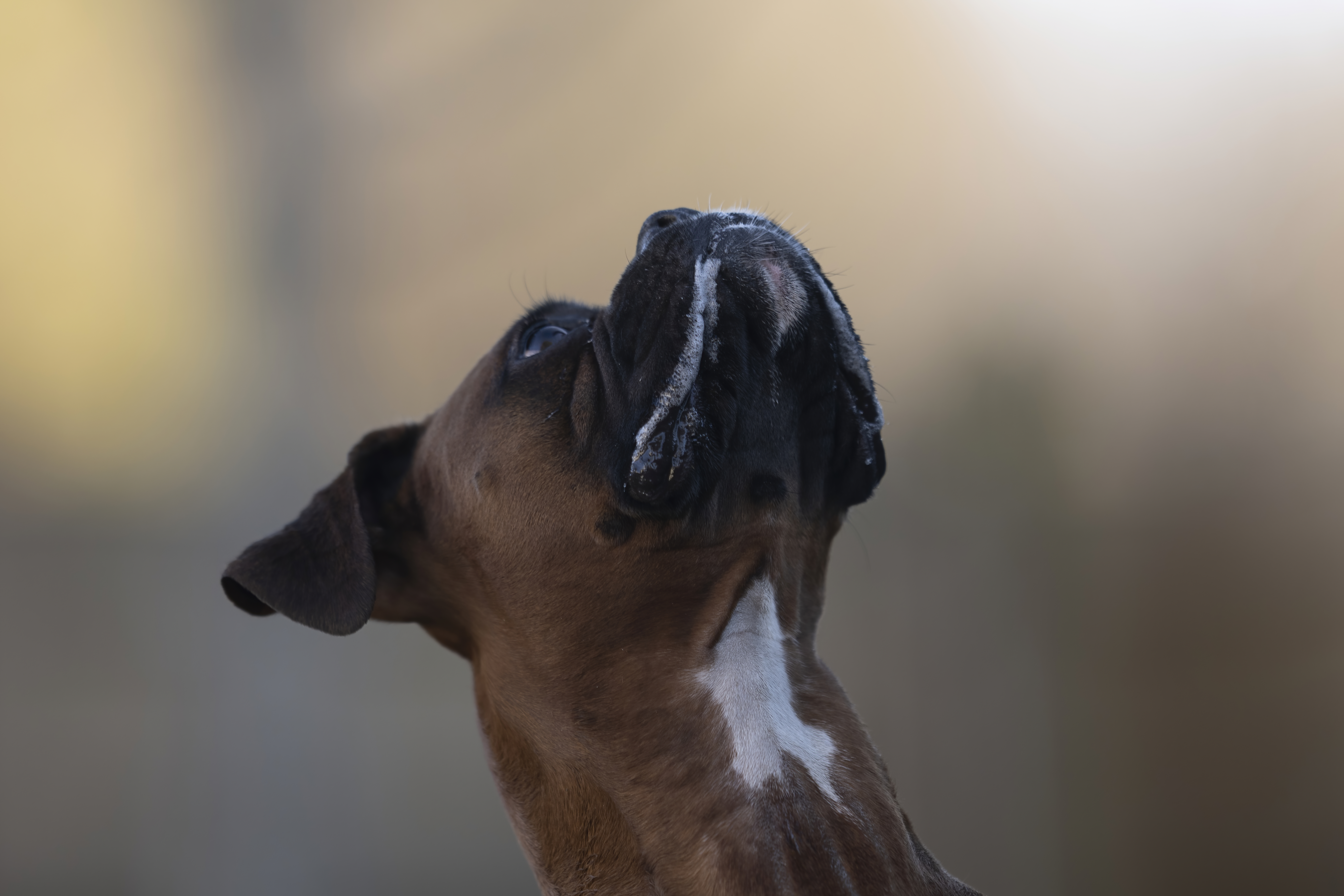 Lifestyle — CaremBoxers404 f