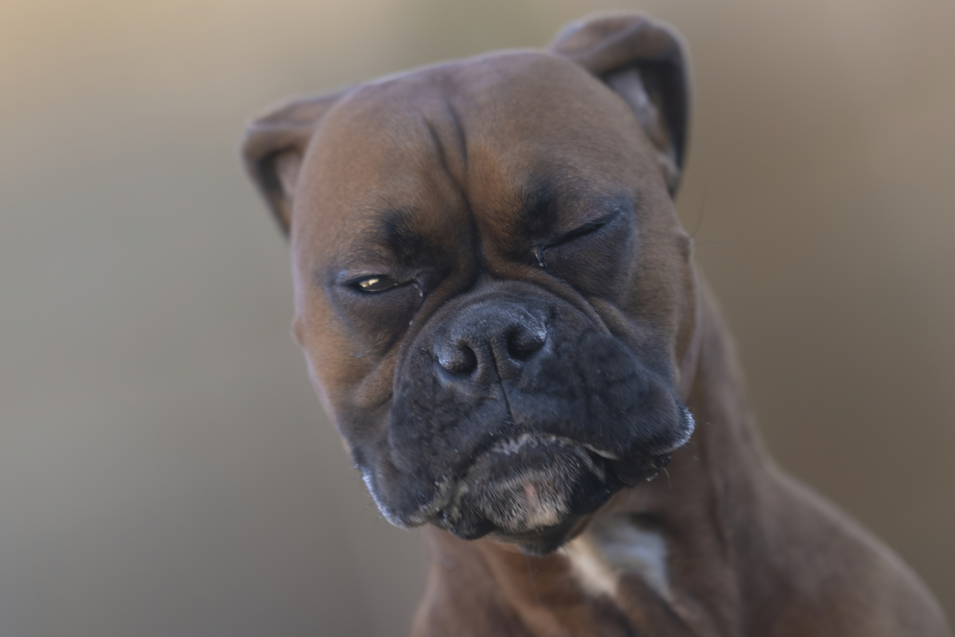 Lifestyle — CaremBoxers426 2 f