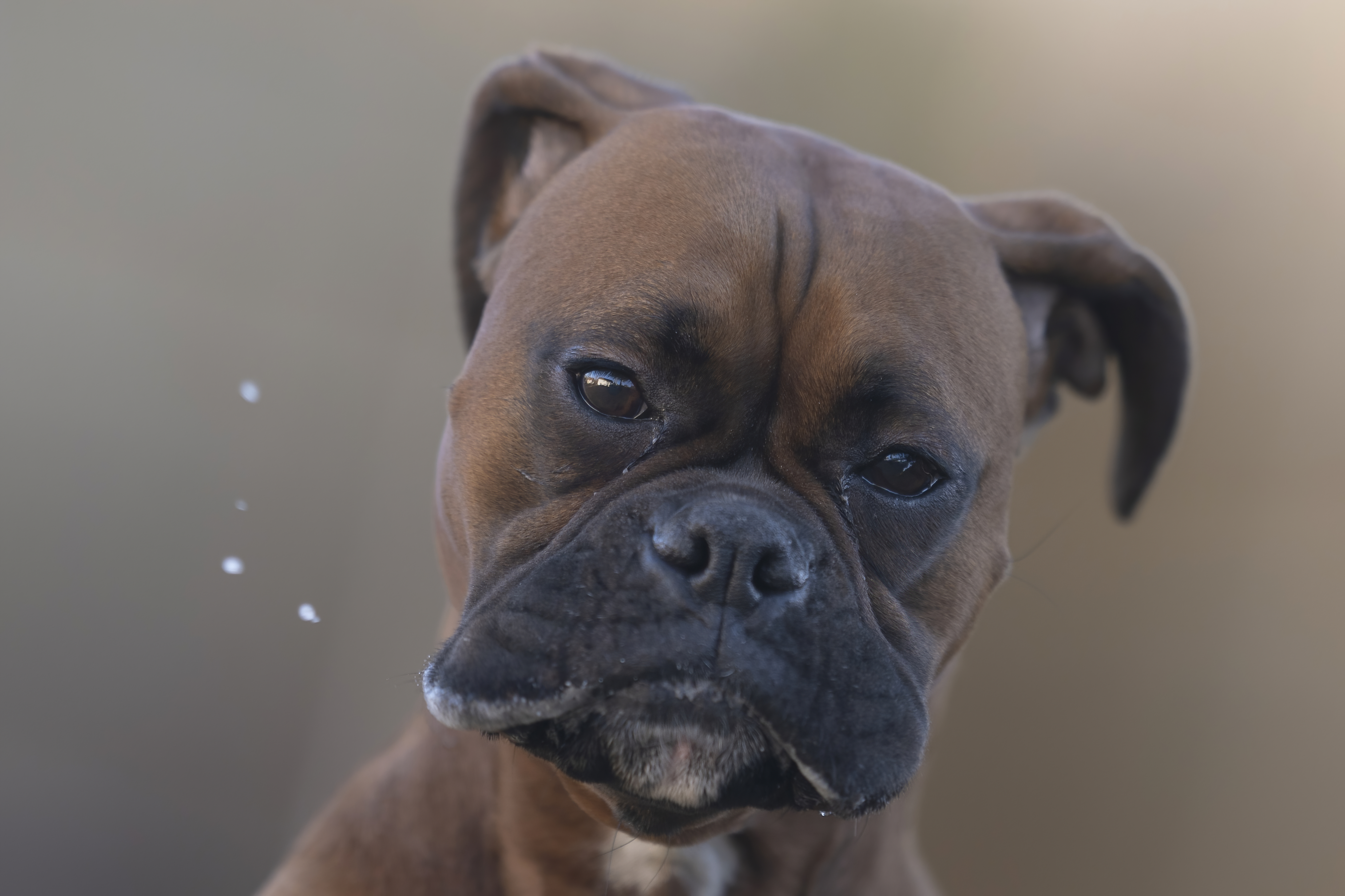 Lifestyle — CaremBoxers429 2 f