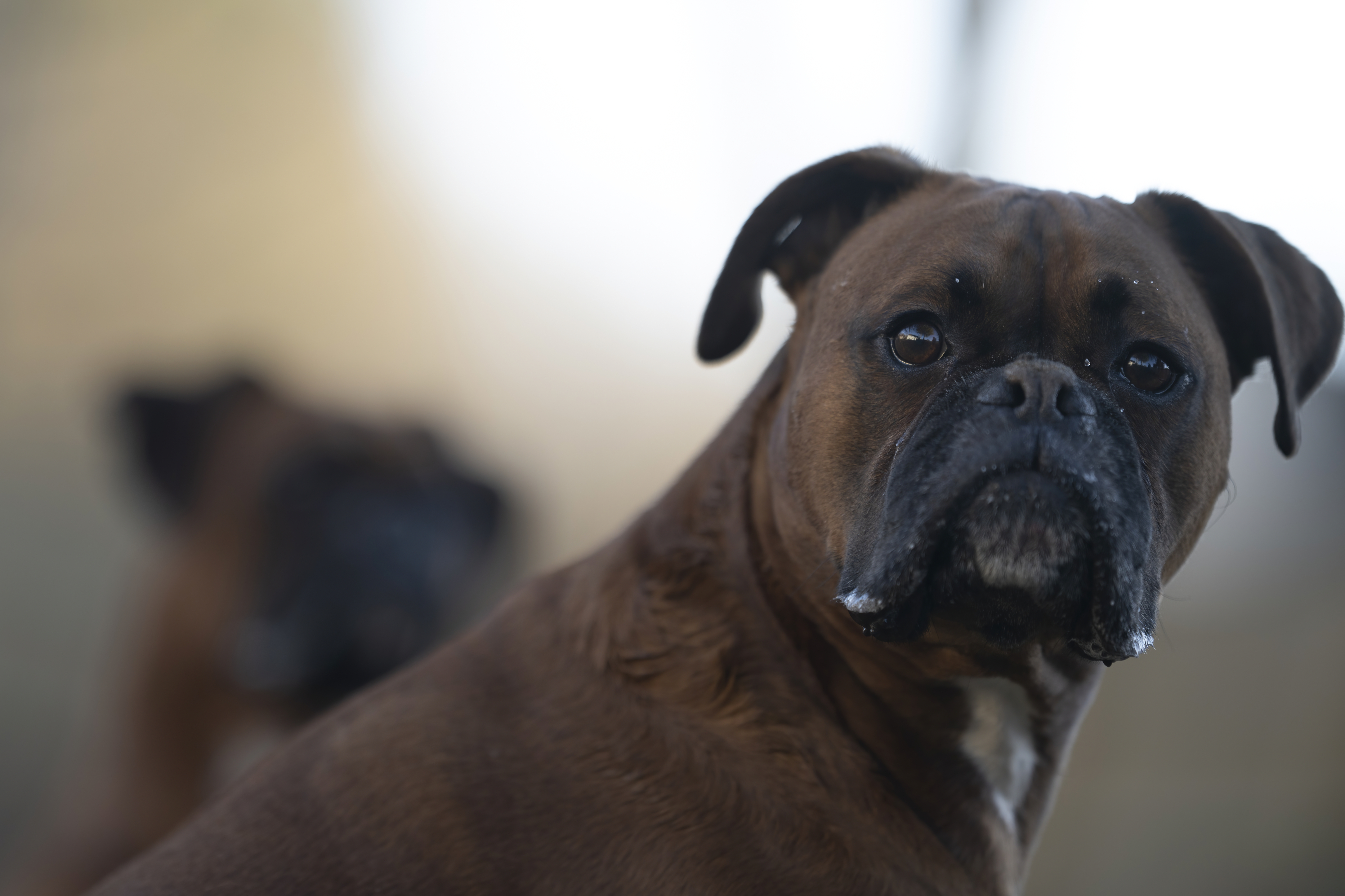 Lifestyle — CaremBoxers516 f